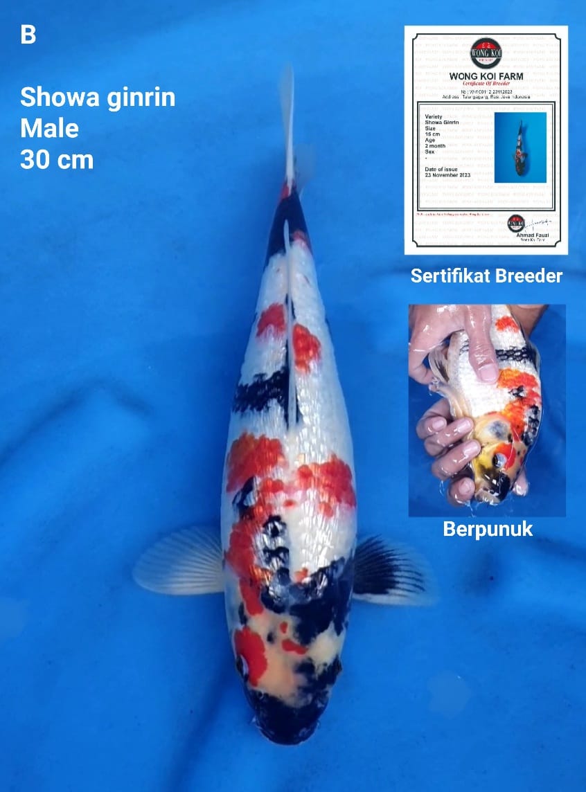 SHOWA GINRIN PUNUK SERTIFIKAT BREEDER 30cm