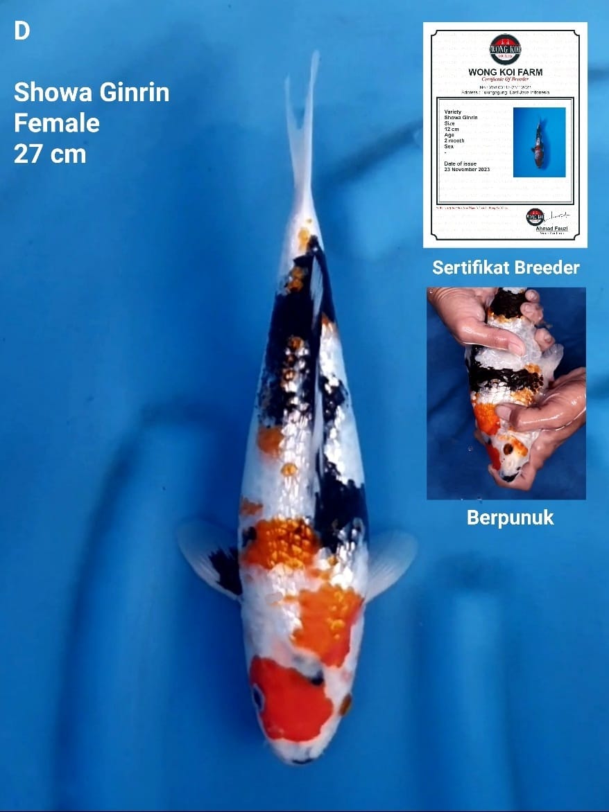 SHOWA GINRIN PUNUK SERTIFIKAT BREEDER 27cm