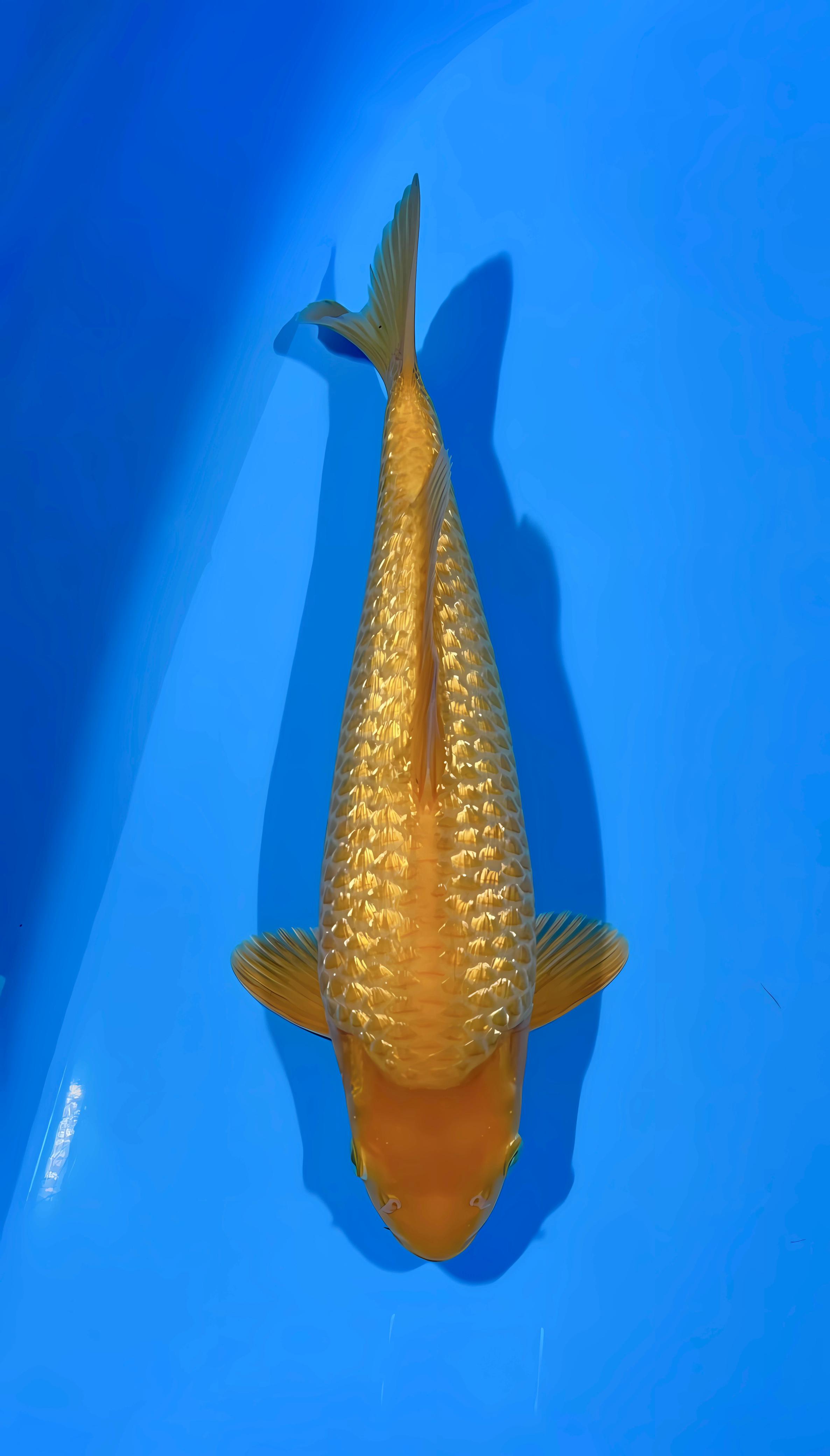 GINRIN KARAMEL 37cm