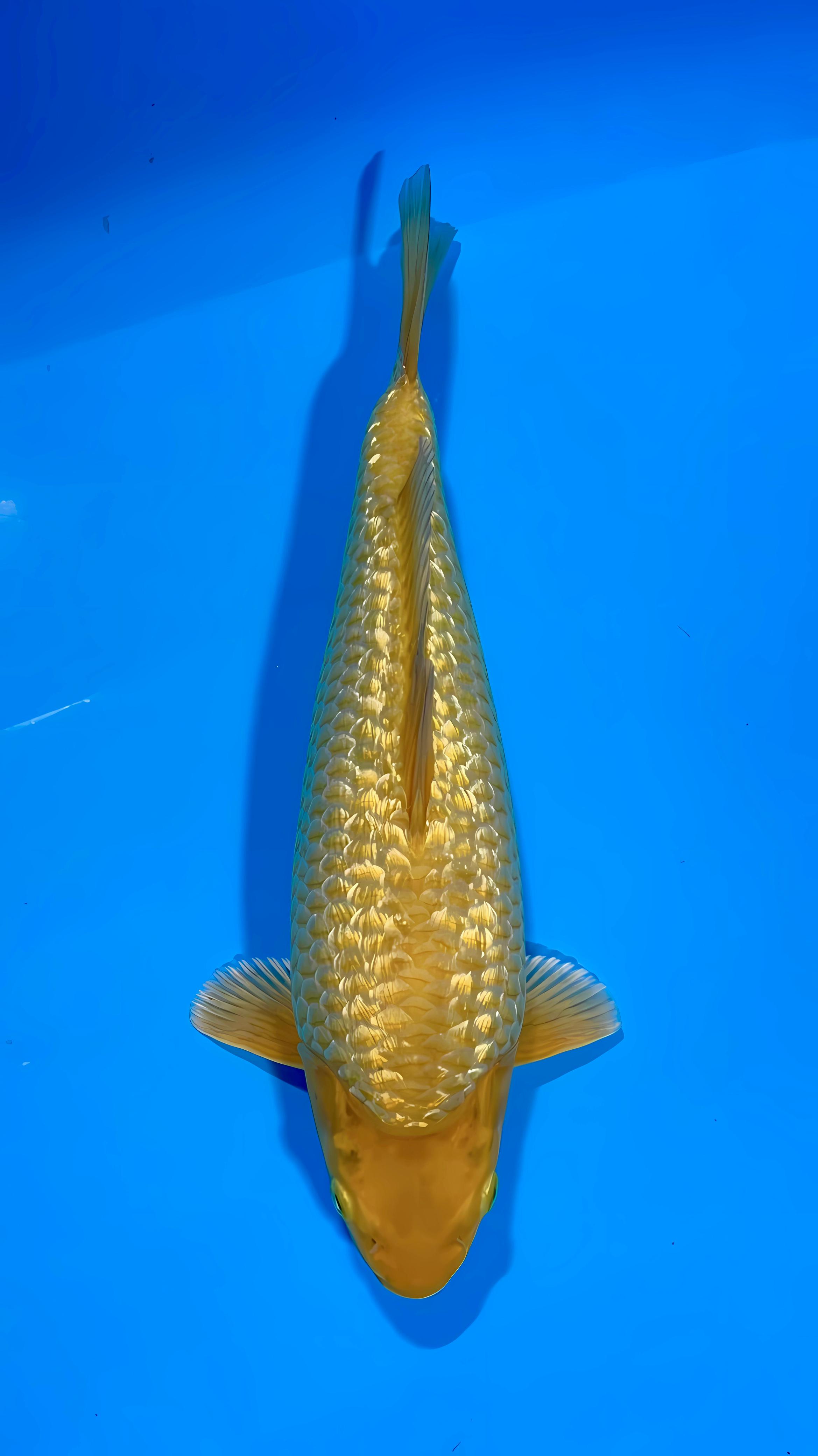 GINRIN KARAMEL 30cm