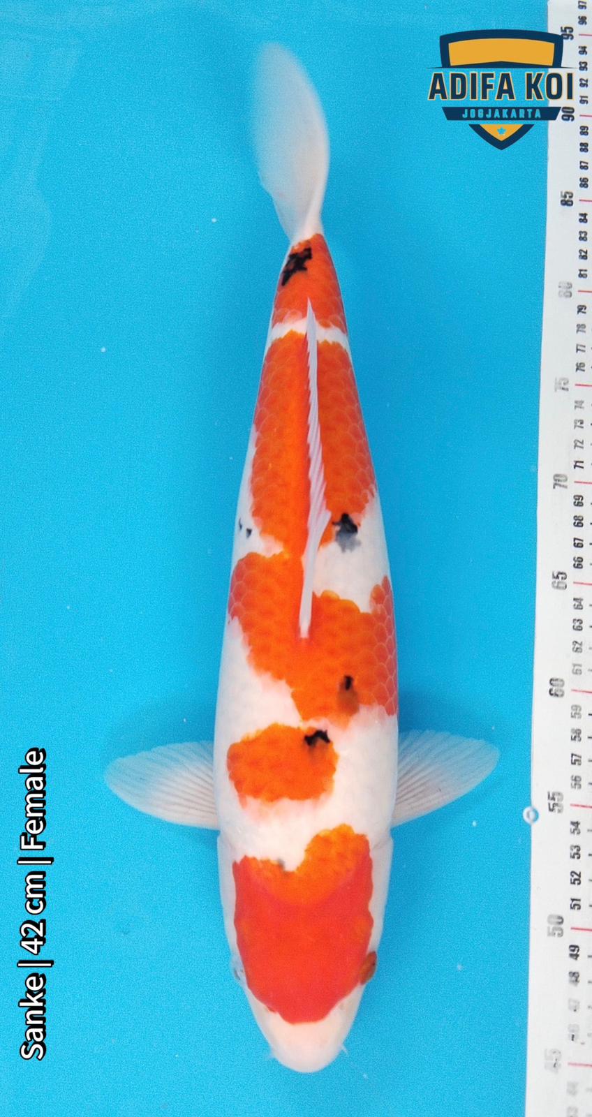 SANKE 42cm