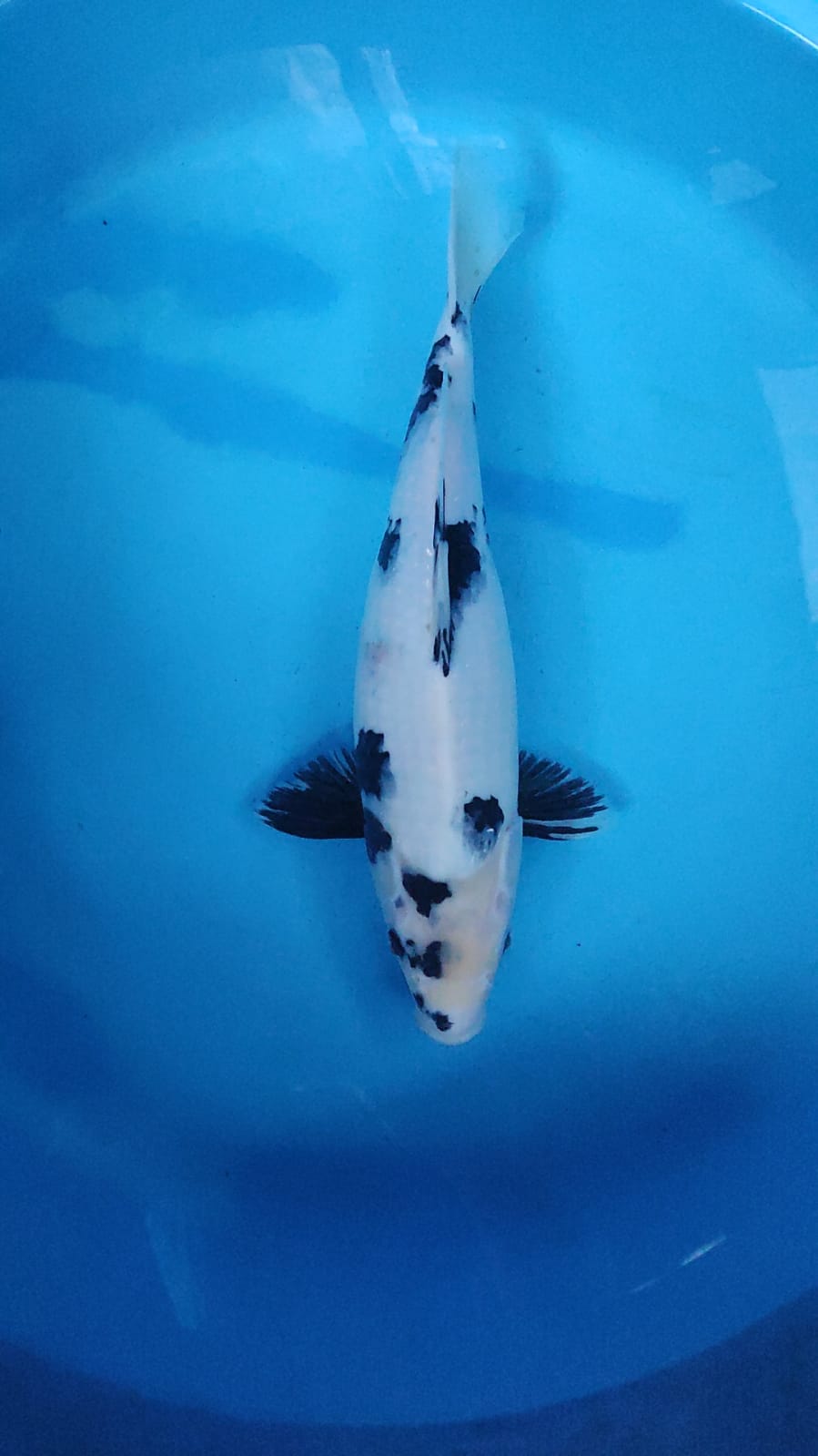 SHIRO UTSHURI BAHAN KEPPING KUALITAS SQ 35cm