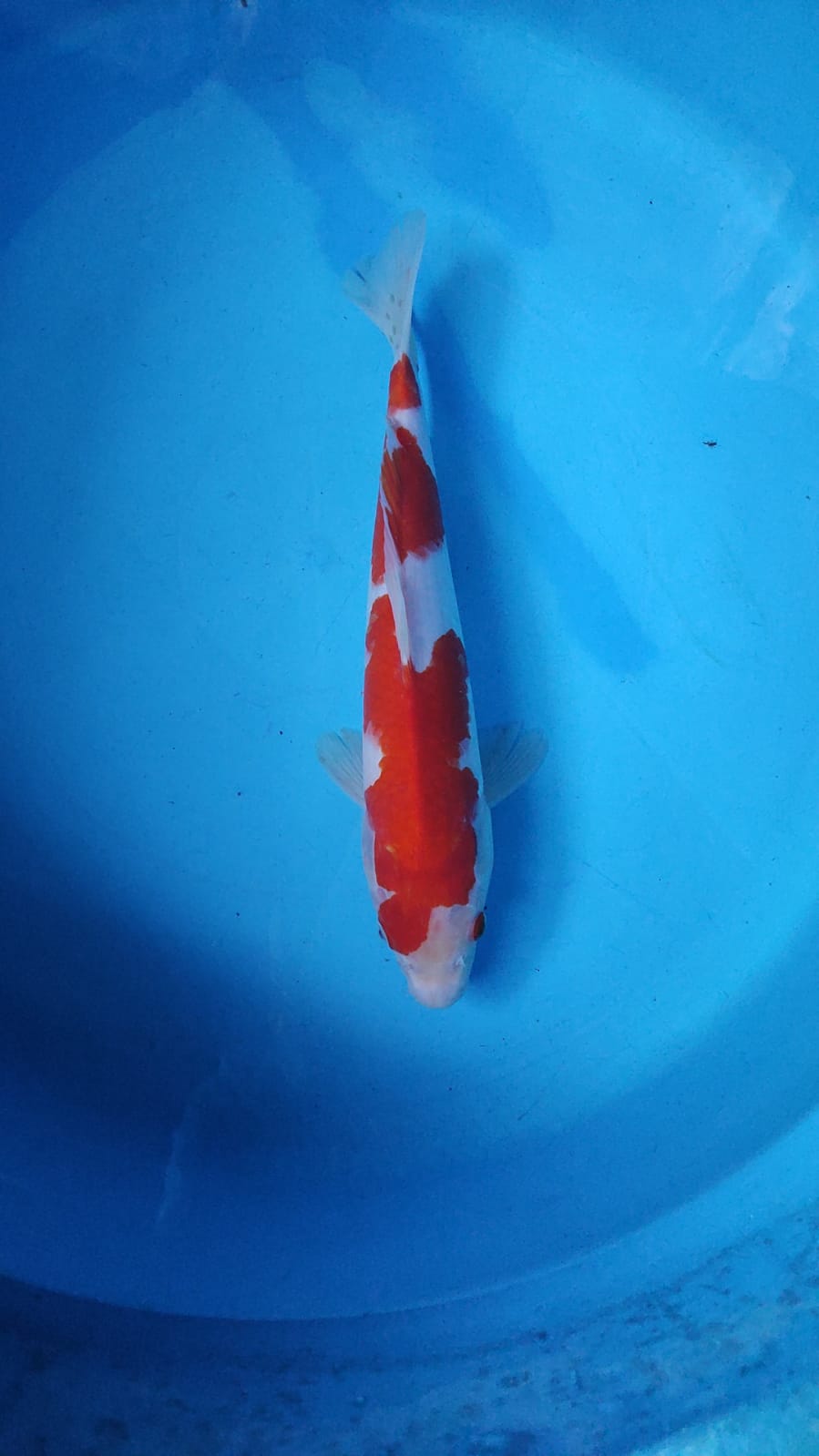 KOHAKU RED STRONG 32cm