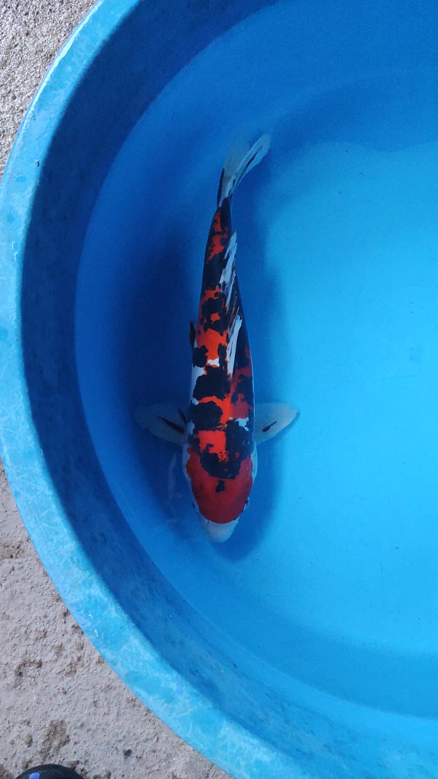 SHIWA DOITSU MURNI 33cm