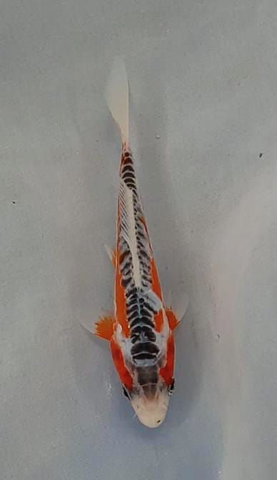 SUSHUI JANTAN 19cm