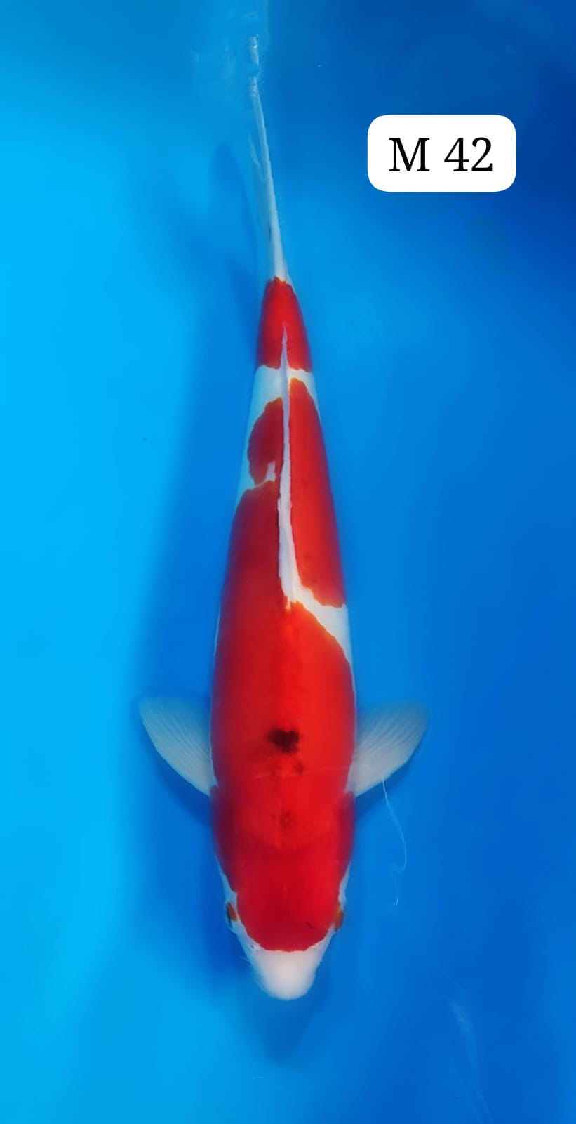 SANKE DOITSU M 42cm