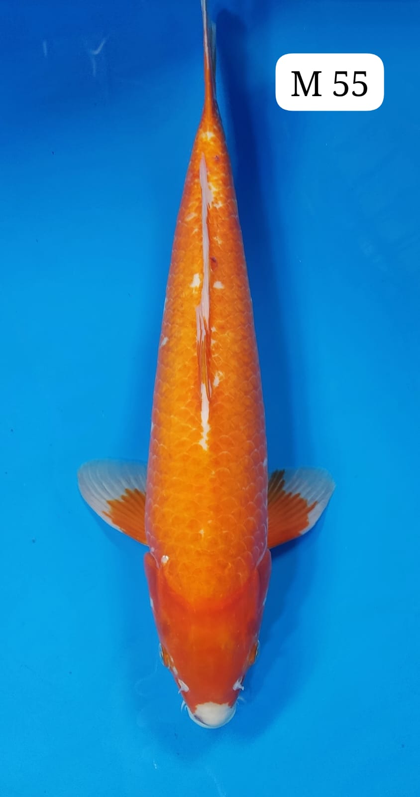 SABIKOYO M 55cm