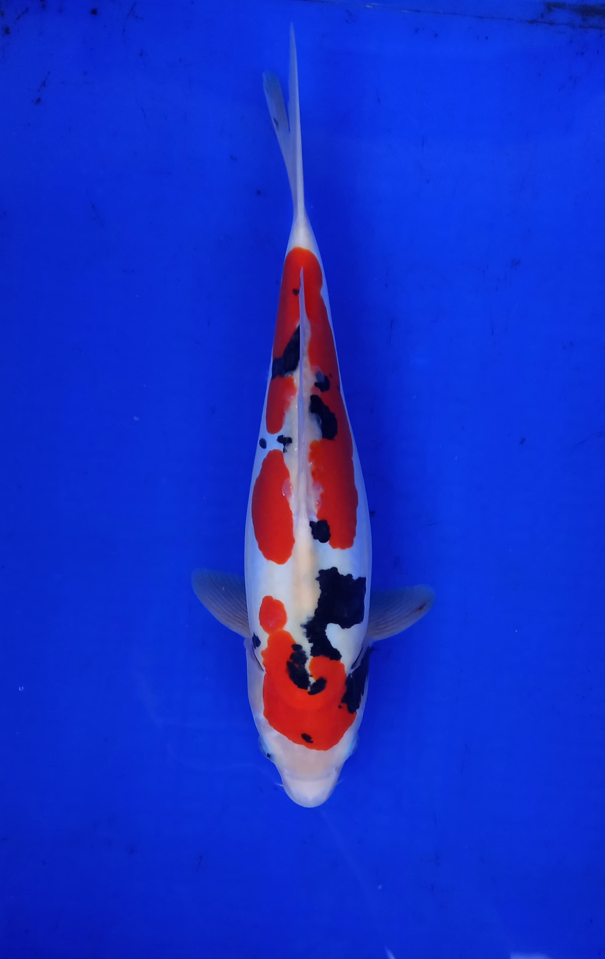 DOITSU SANKE 35cm