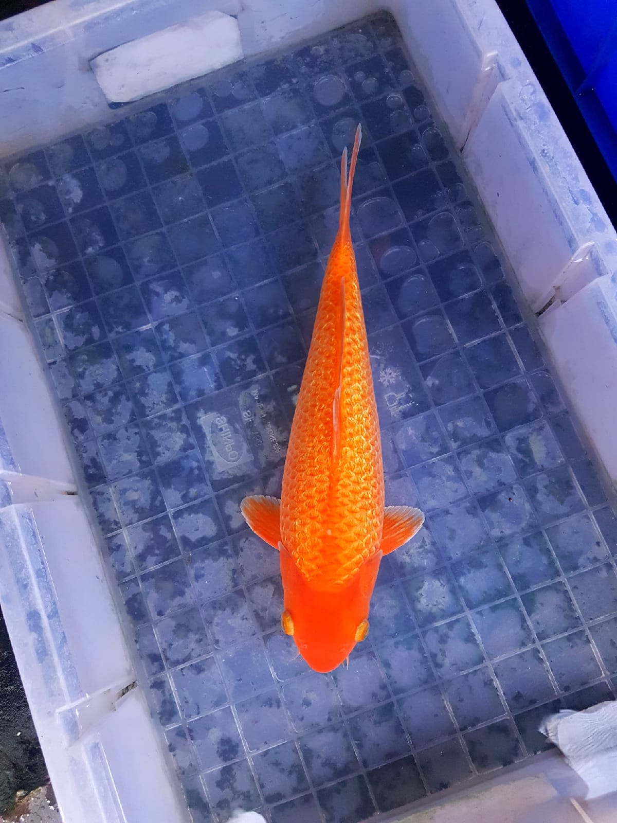 RED KARASI 33cm FULL GINRIN TEMBUS PERUT