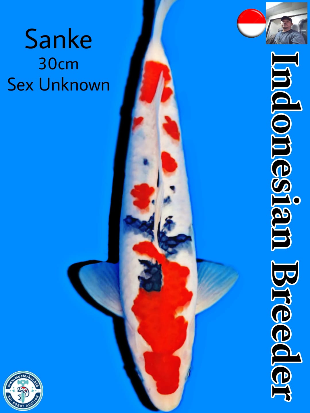 SANKE INDONESIAN BREEDER 30cm