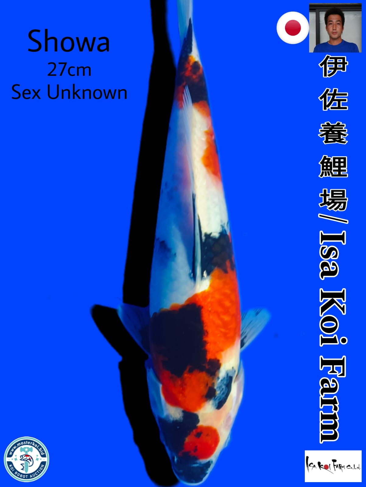 SHOWA IMPORT ISA KOI FARM 27cm