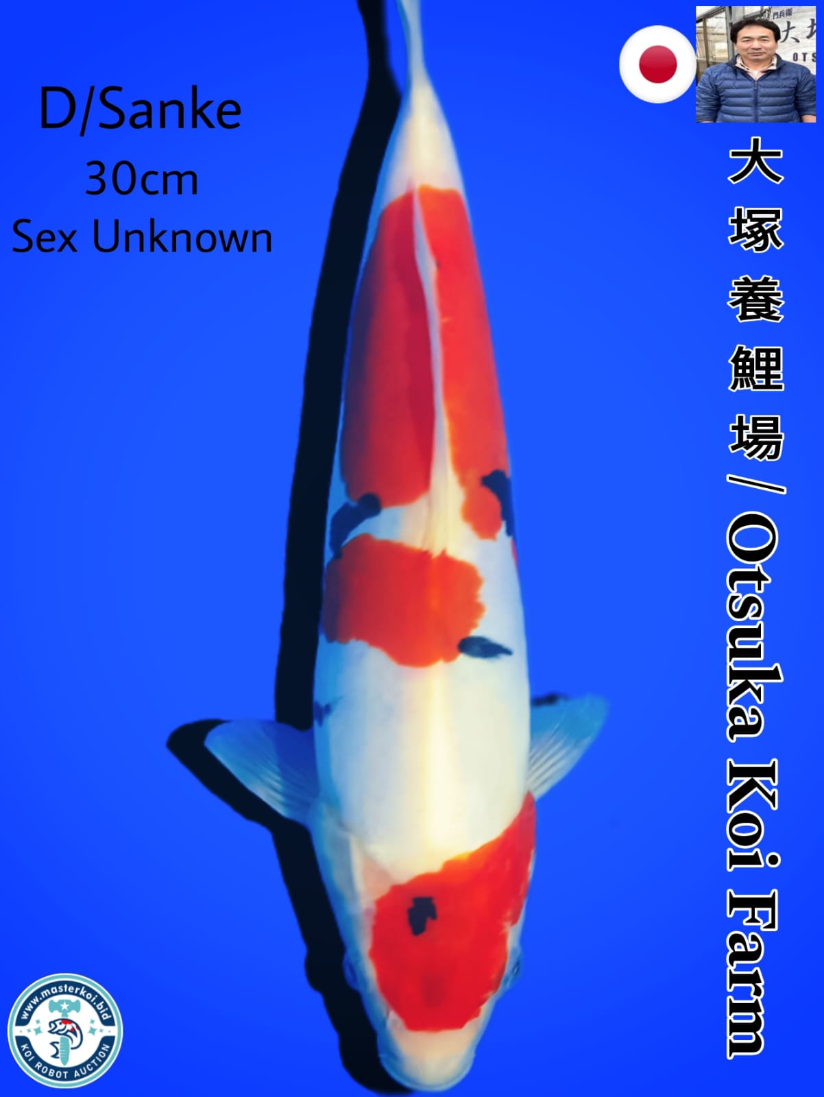 DOITSU SANKE IMPORT OTSUKA KOI FARM 30cm