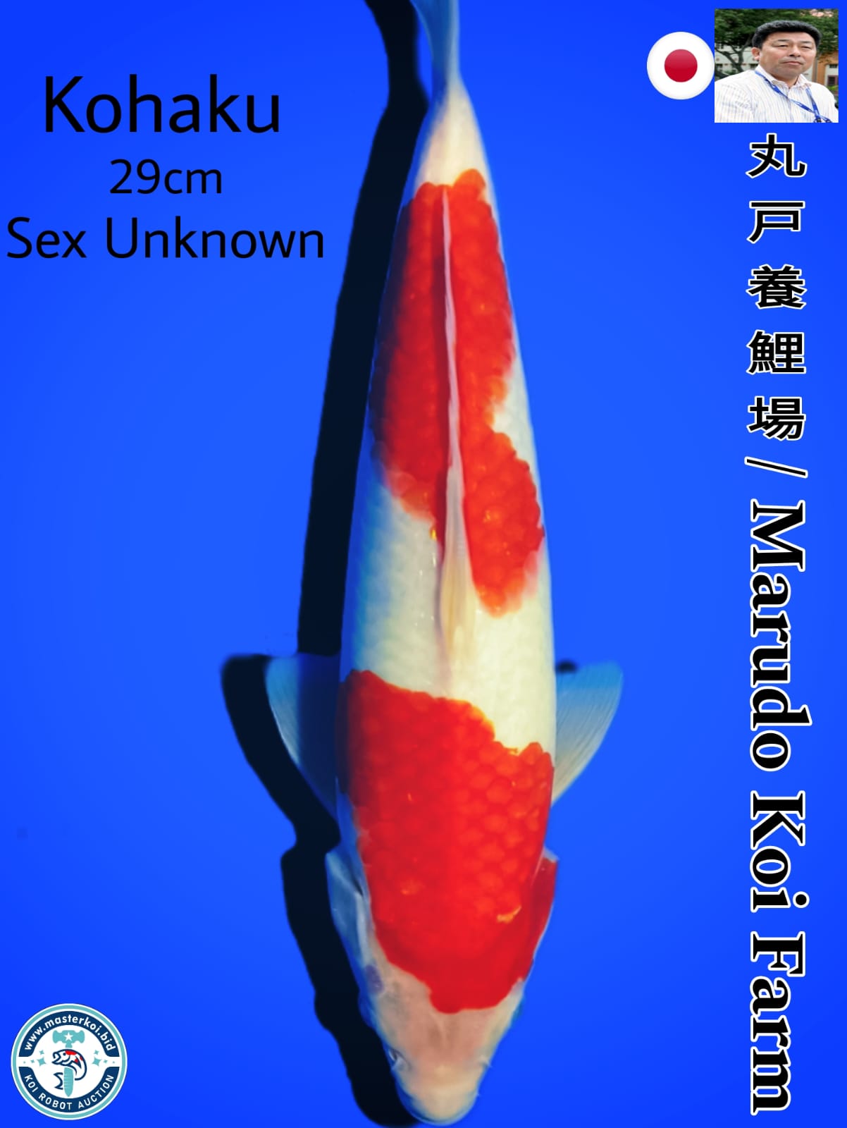 KOHAKU IMPORT MARUDO KOI FARM 29cm