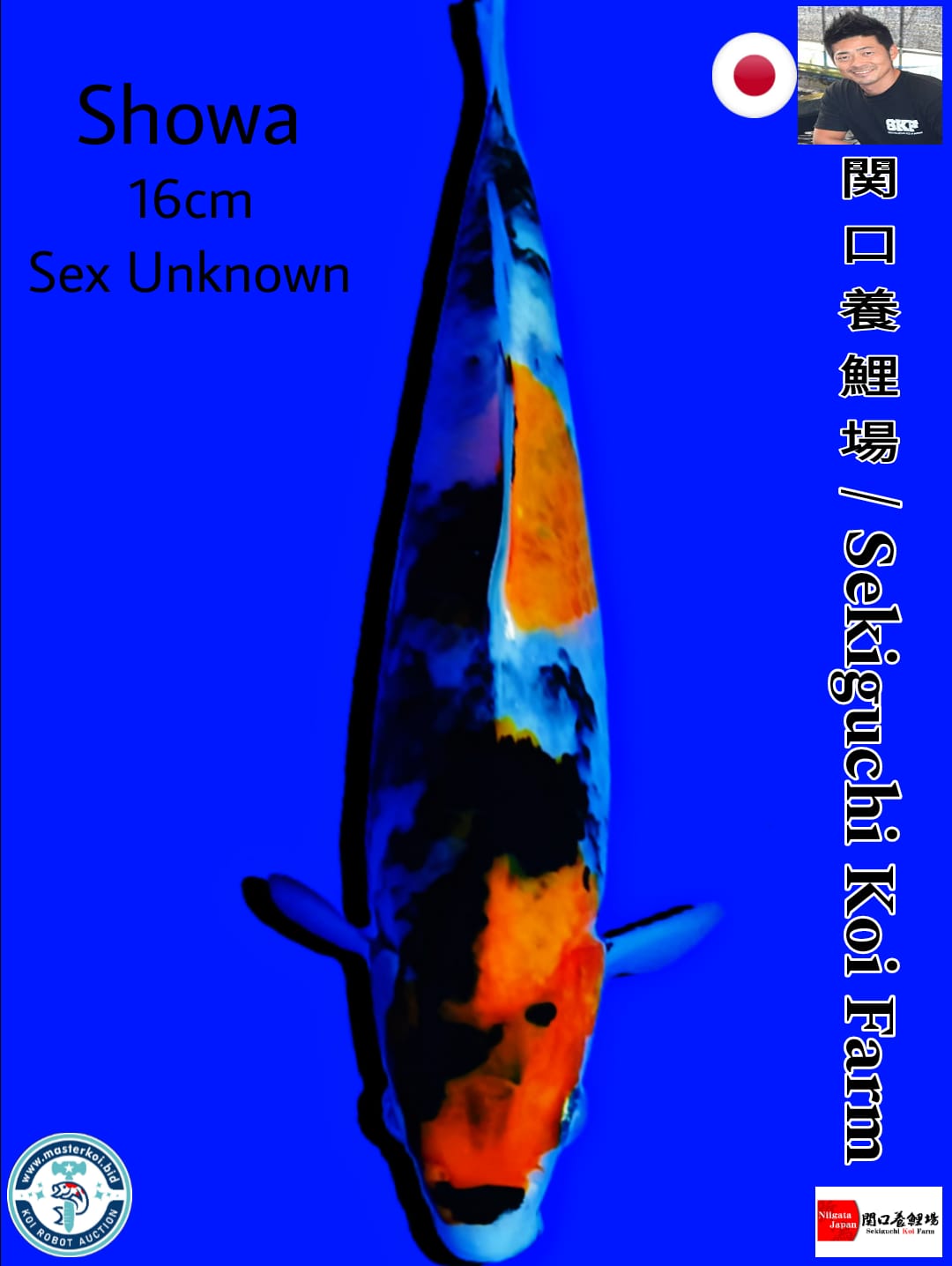 SHOWA IMPORT SEKIGUCHI KOI FARM 16cm