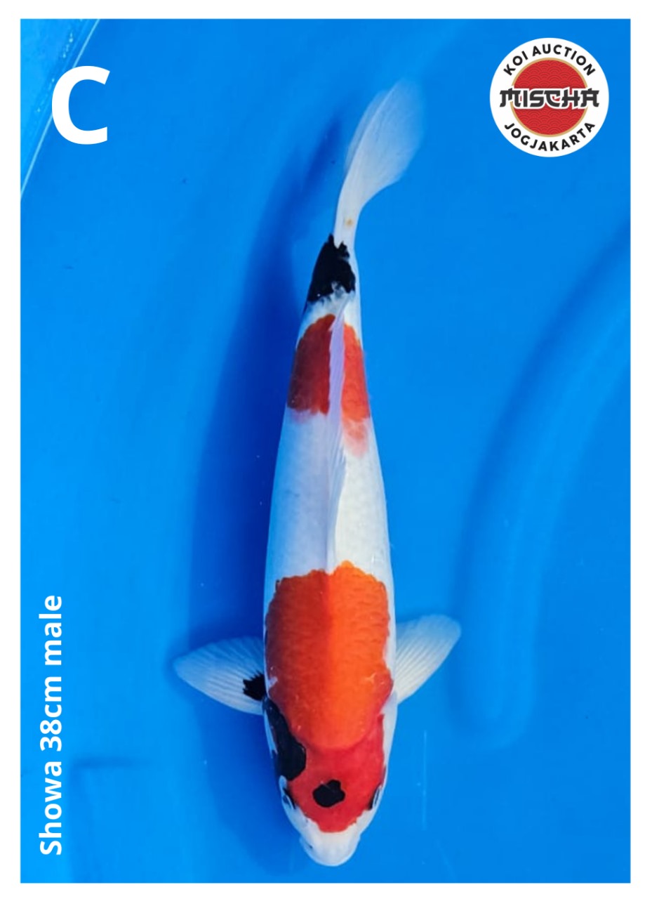 SHOWA 38cm