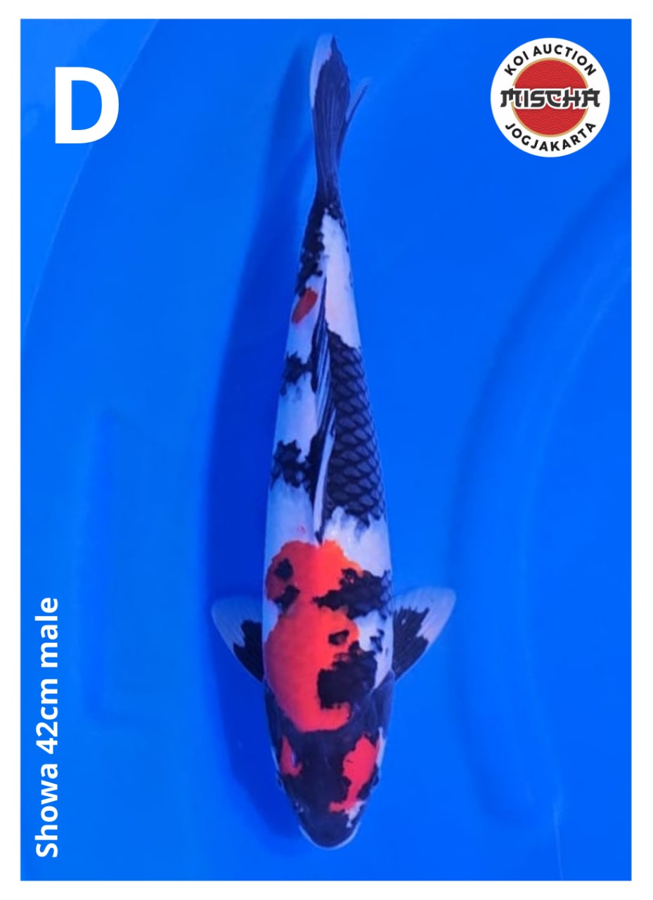 SHOWA 42cm