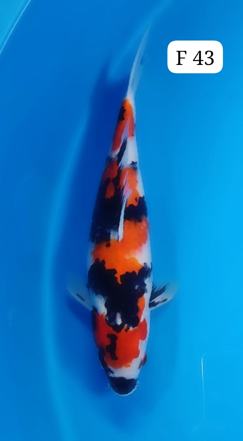 SHOWA F 43cm