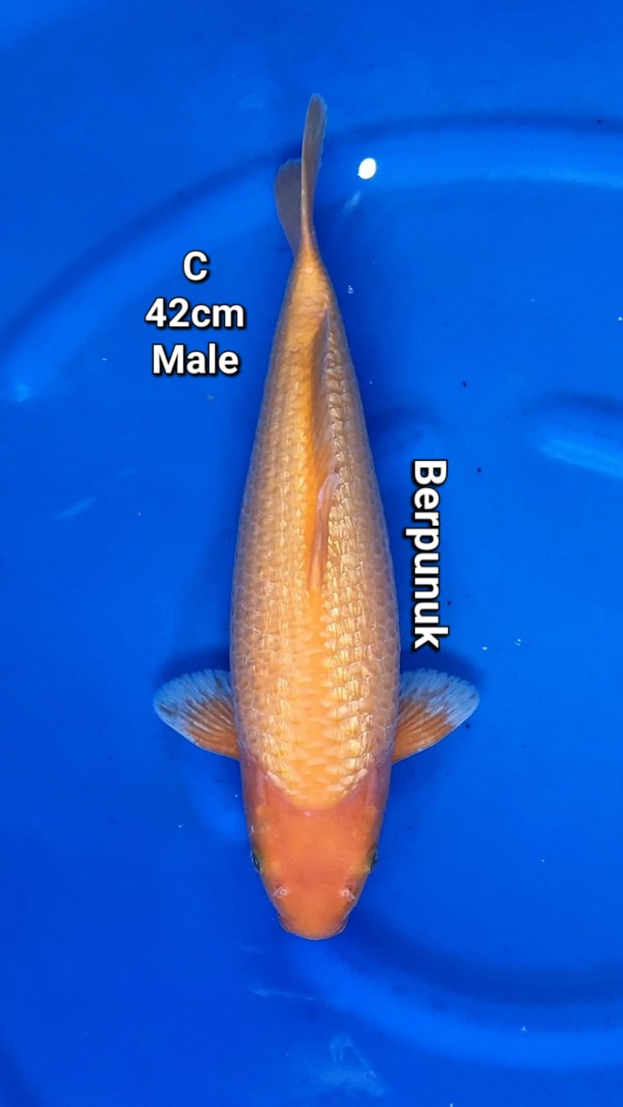 Lelang Koi Online, Jual Beli Ikan Koi, Pusat Jual Beli Koi, Info Lelang Koi Hari Ini, Platform Jual Beli Koi, Jual Beli Ikan Koi Online, Marketplace Ikan Koi, Jual Koi Terbaik, Tempat Beli Koi Berkualitas, Pasar Ikan Koi Online Terpercaya, Penjual Ikan Koi Terpercaya, Beli Koi Hias Online, Ikan Koi untuk Dijual, Koi Kualitas Terbaik, Toko Online Ikan Koi, Koi Hias Untuk Dijual, Jual Beli Ikan Koi Lokal, Koi Indonesia Online, Pusat Jual Beli Koi Terbesar