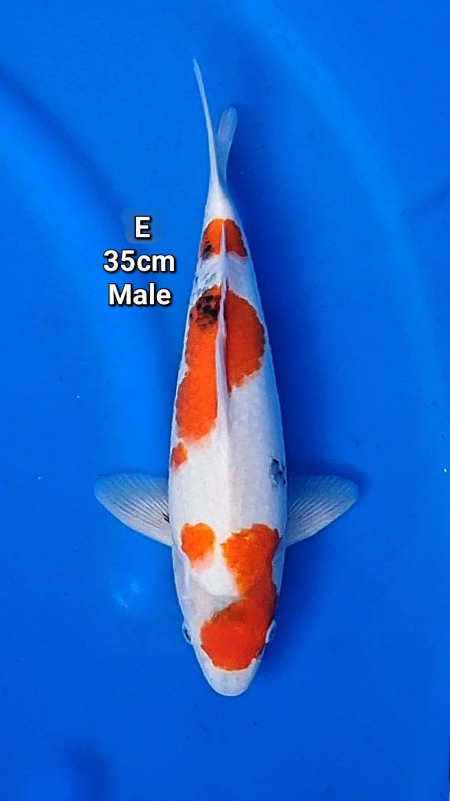 Lelang Koi Online, Jual Beli Ikan Koi, Pusat Jual Beli Koi, Info Lelang Koi Hari Ini, Platform Jual Beli Koi, Jual Beli Ikan Koi Online, Marketplace Ikan Koi, Jual Koi Terbaik, Tempat Beli Koi Berkualitas, Pasar Ikan Koi Online Terpercaya, Penjual Ikan Koi Terpercaya, Beli Koi Hias Online, Ikan Koi untuk Dijual, Koi Kualitas Terbaik, Toko Online Ikan Koi, Koi Hias Untuk Dijual, Jual Beli Ikan Koi Lokal, Koi Indonesia Online, Pusat Jual Beli Koi Terbesar