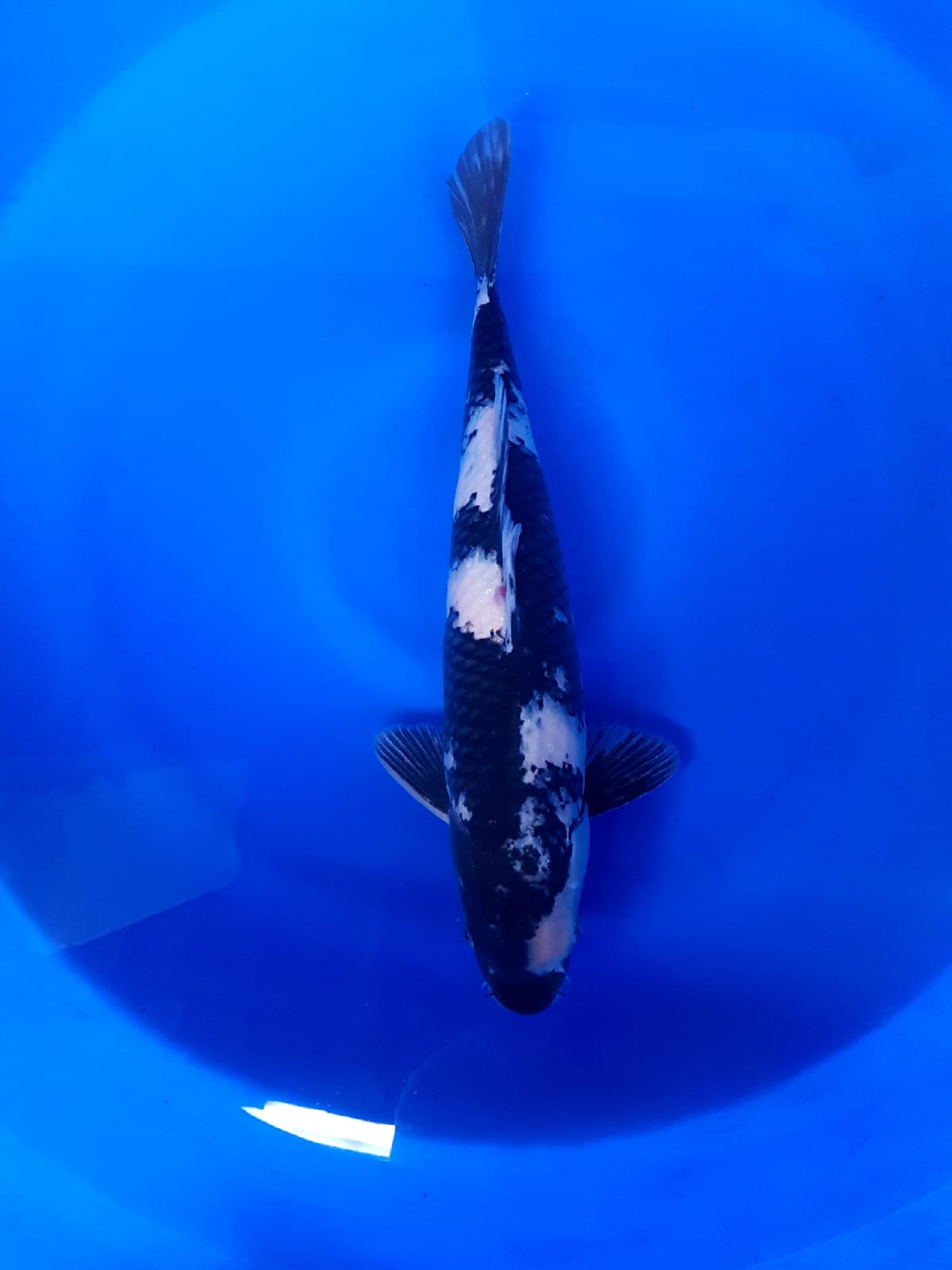 SHIRO 40cm SUMI PEKAT