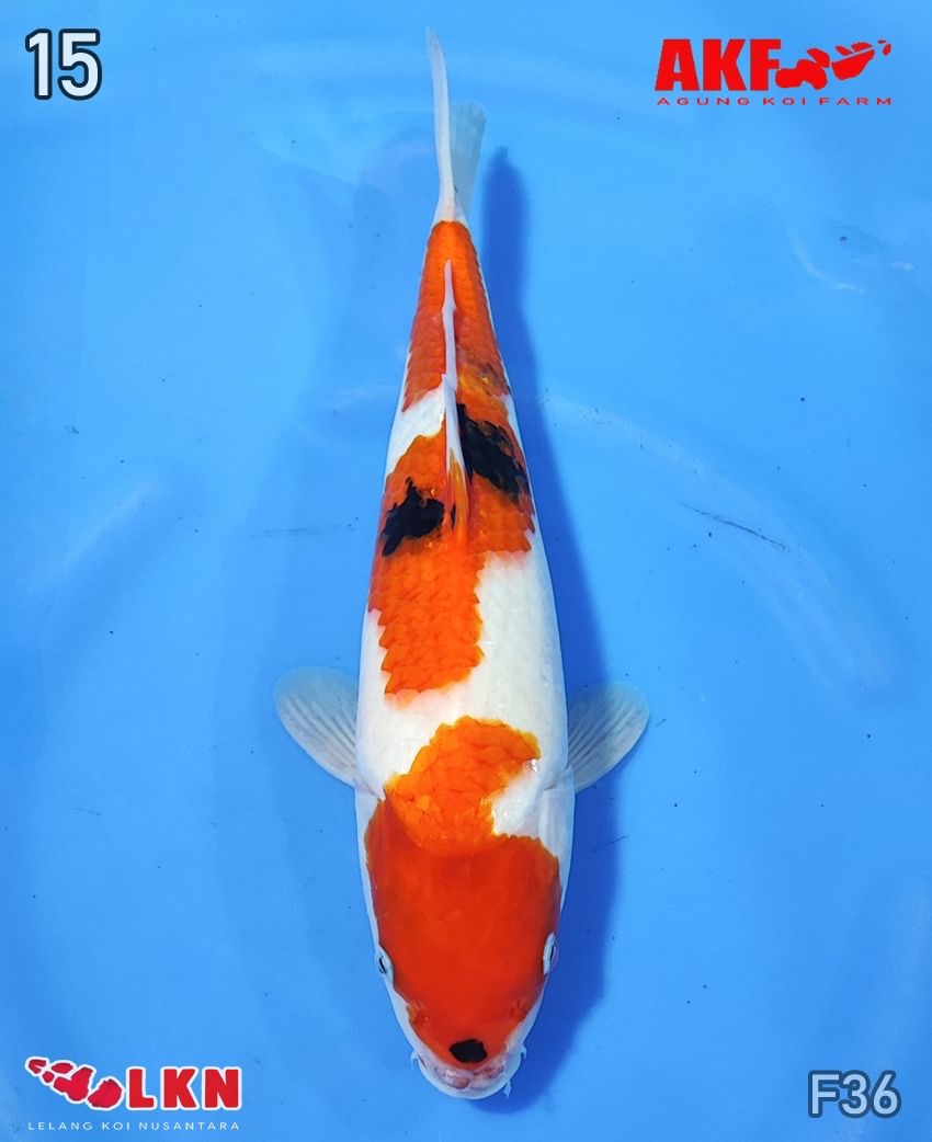 SHOWA 36cm