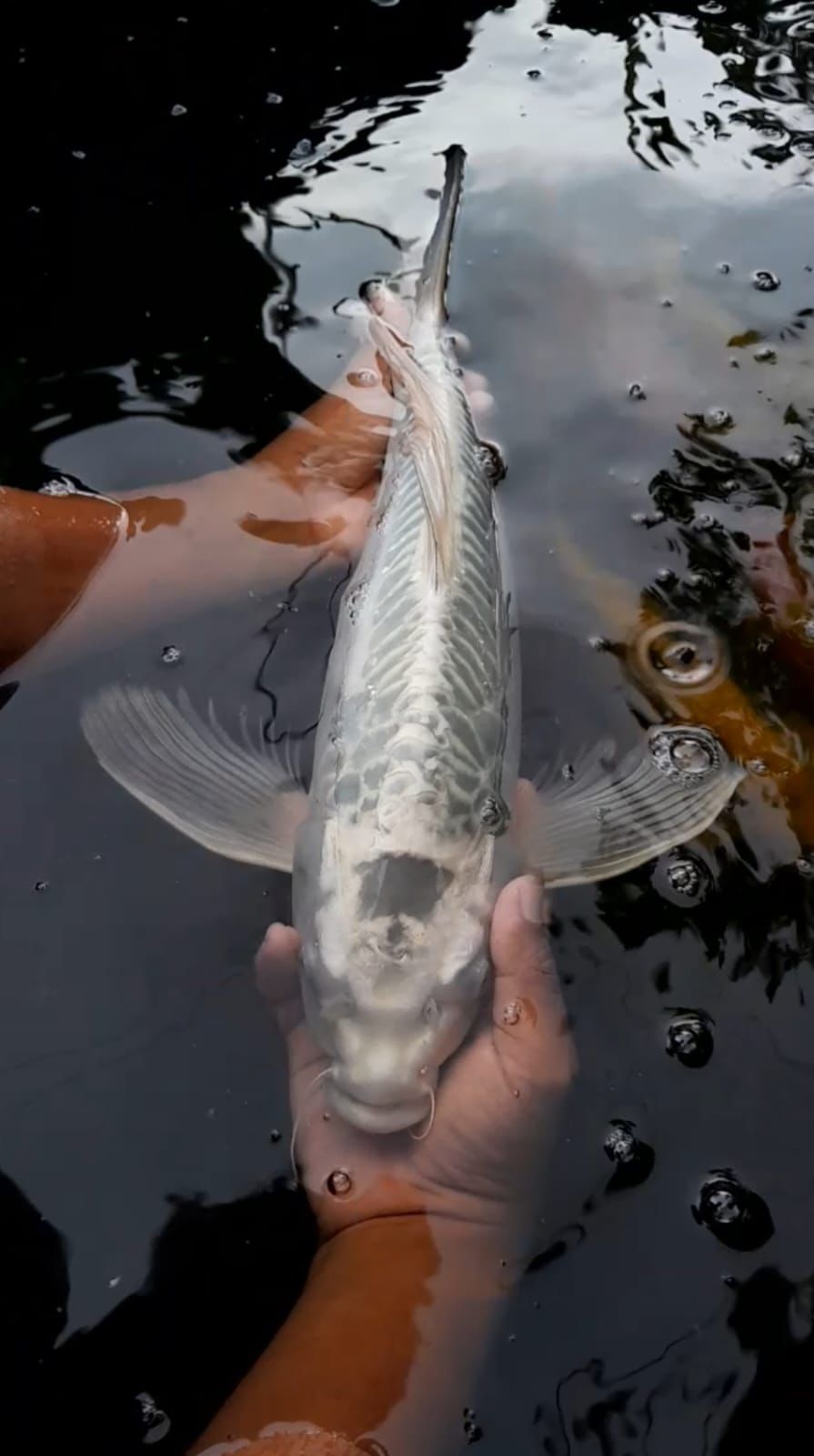 MUKASI KUMPAY 45cm