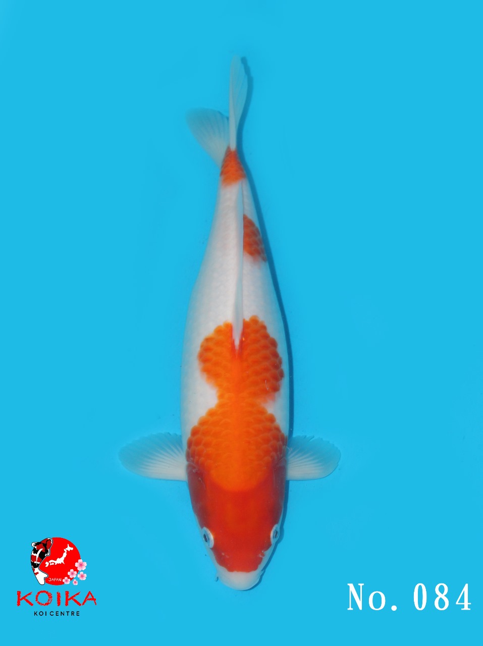 KOHAKU 34cm