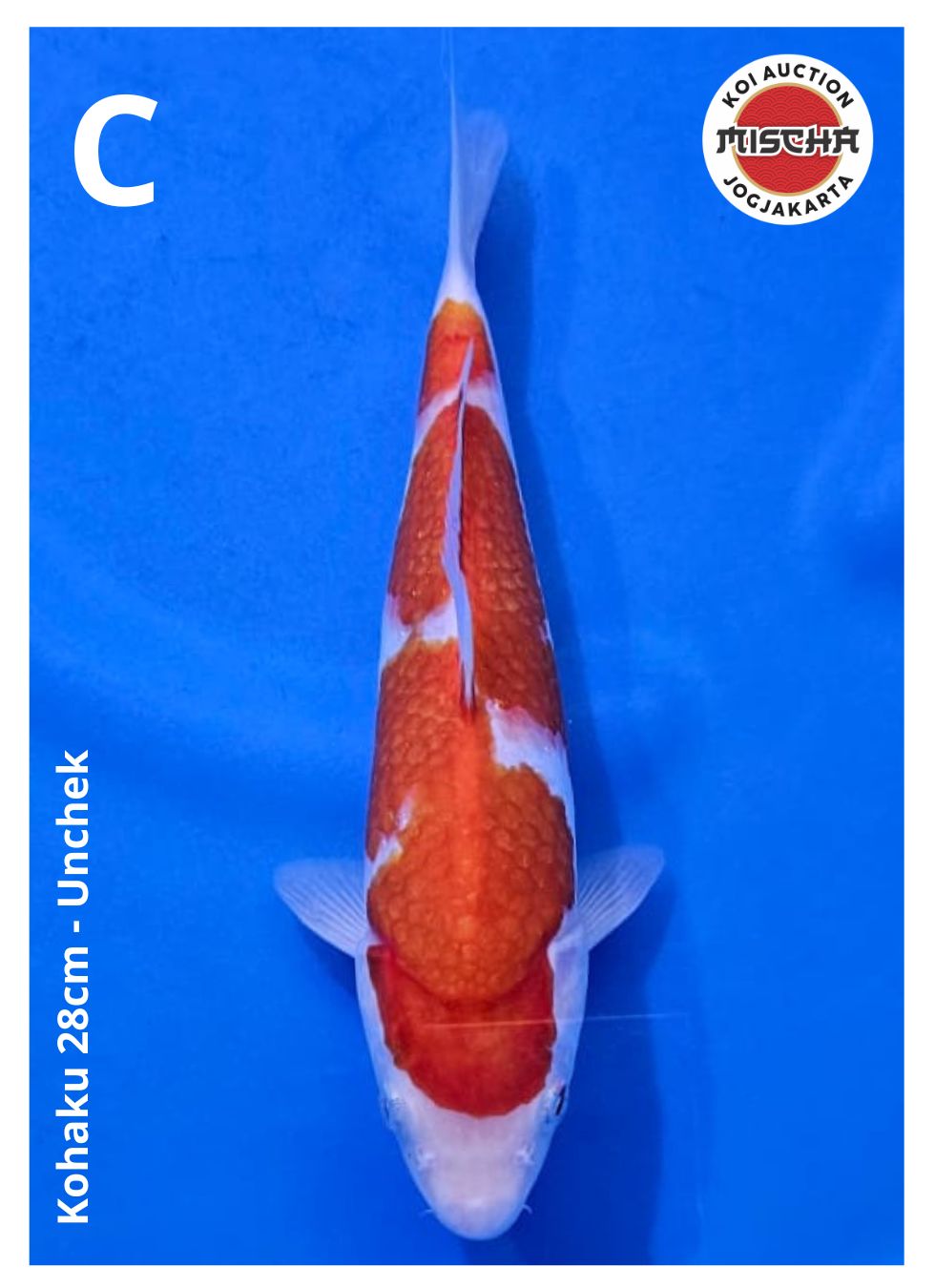 KOHAKU 28cm