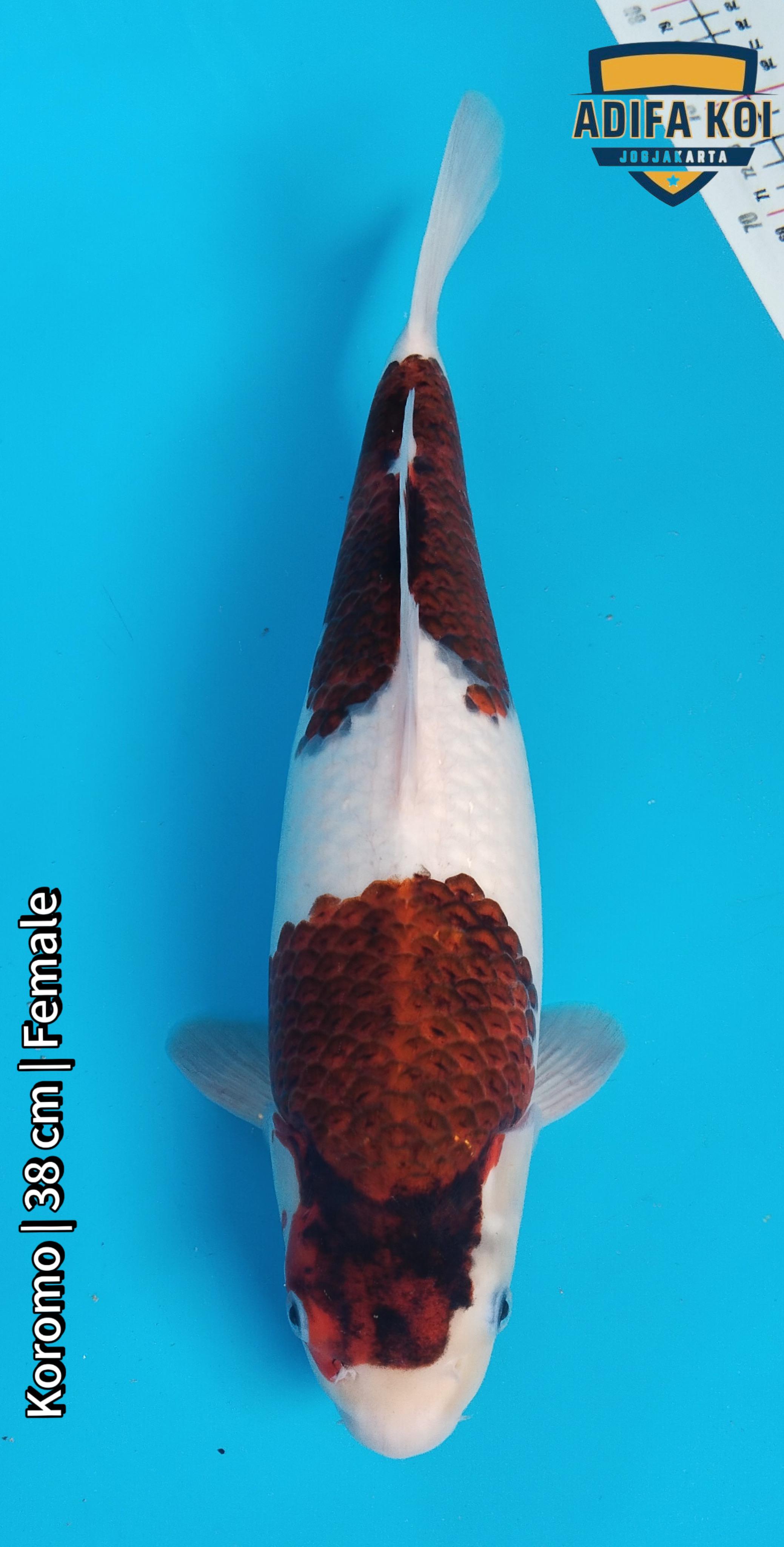KOROMO 38cm
