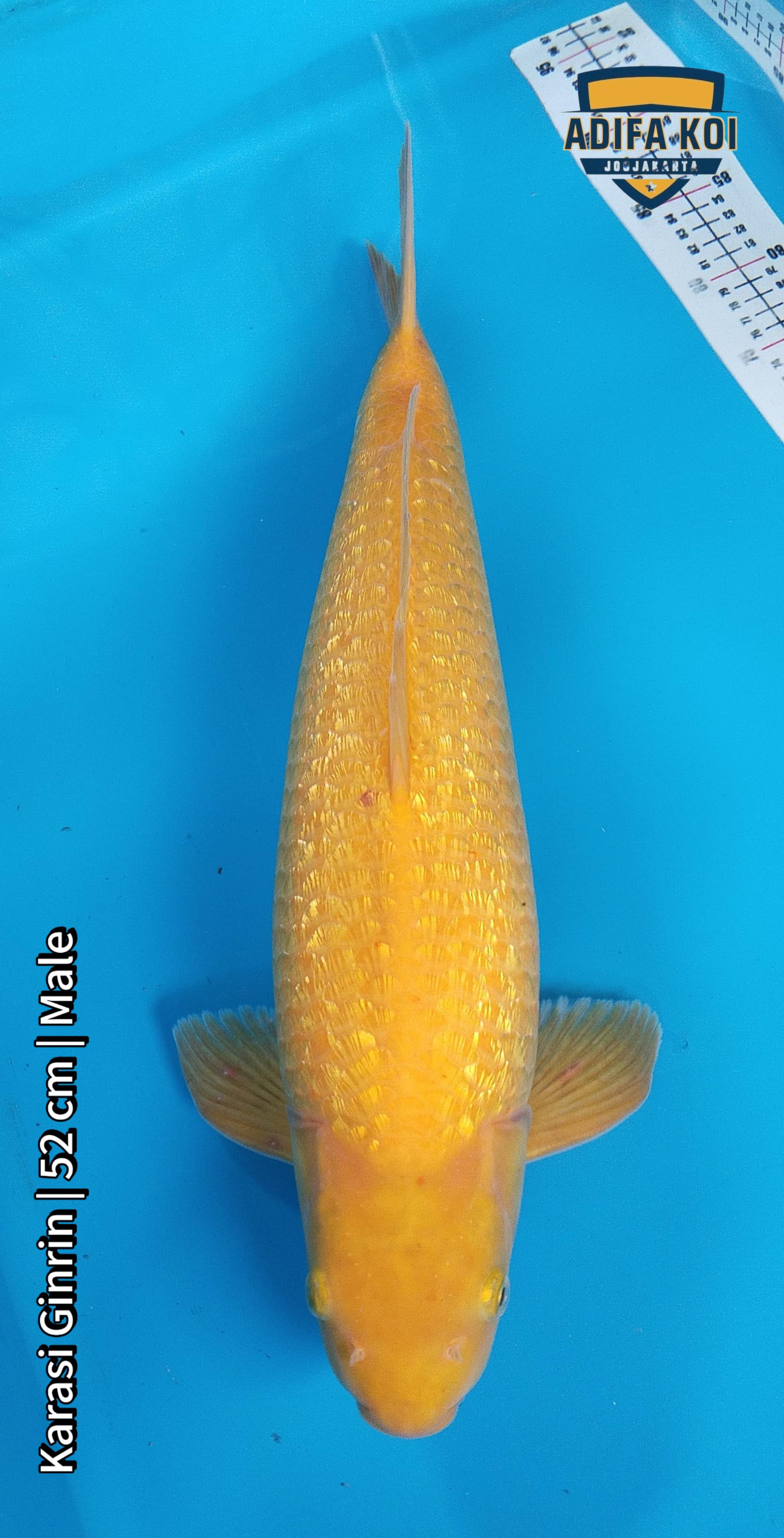 KARASI GINRIM 52cm