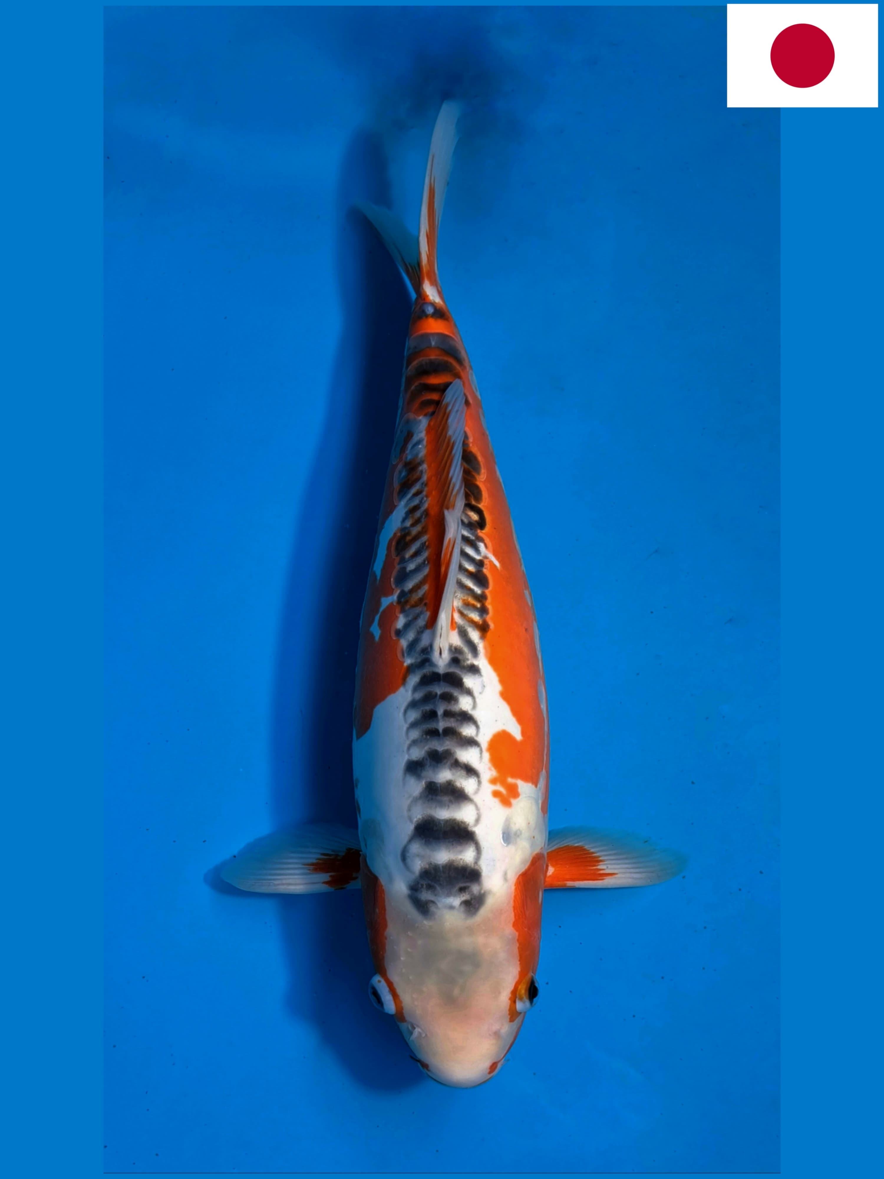 SHUSUI IMPORT KONISHI FARM 45cm HALUS