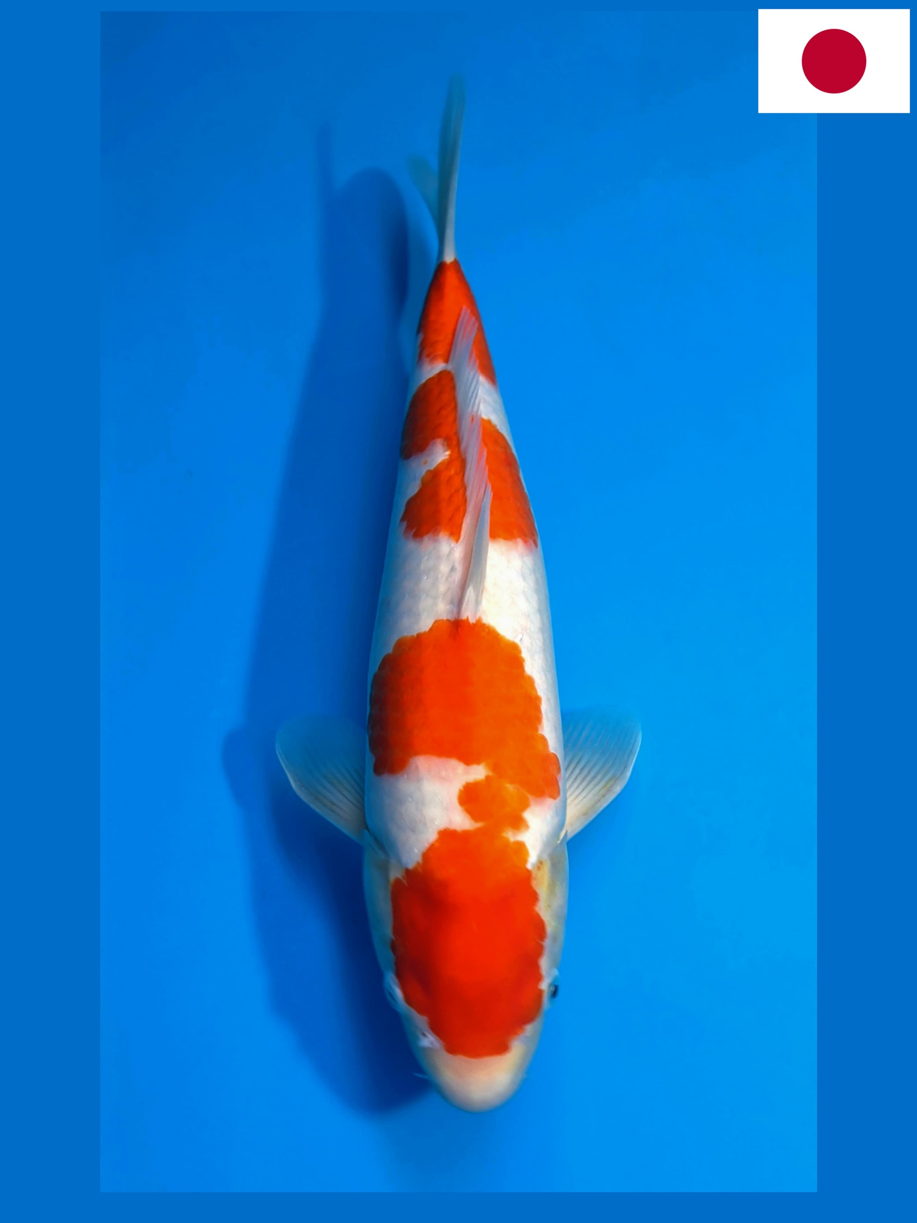 KOHAKU IMPORT SAKAI FISH FARM 43cm HALUS TULANG GEDE