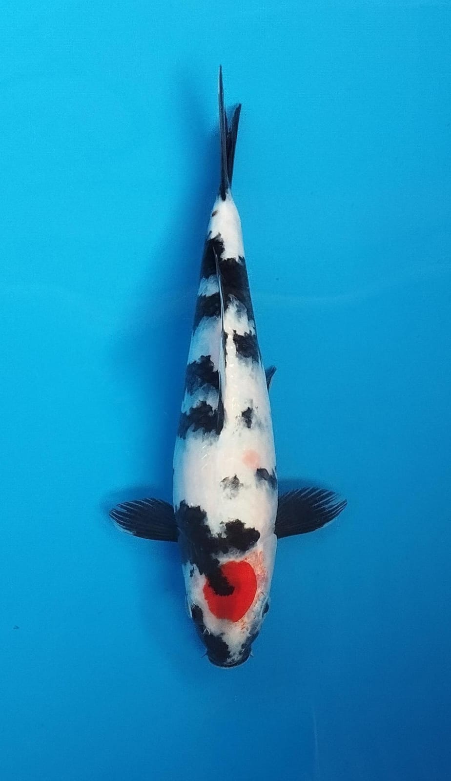 TC SHOWA SUMI STRONG CUT MERAPIHAKAN 29cm