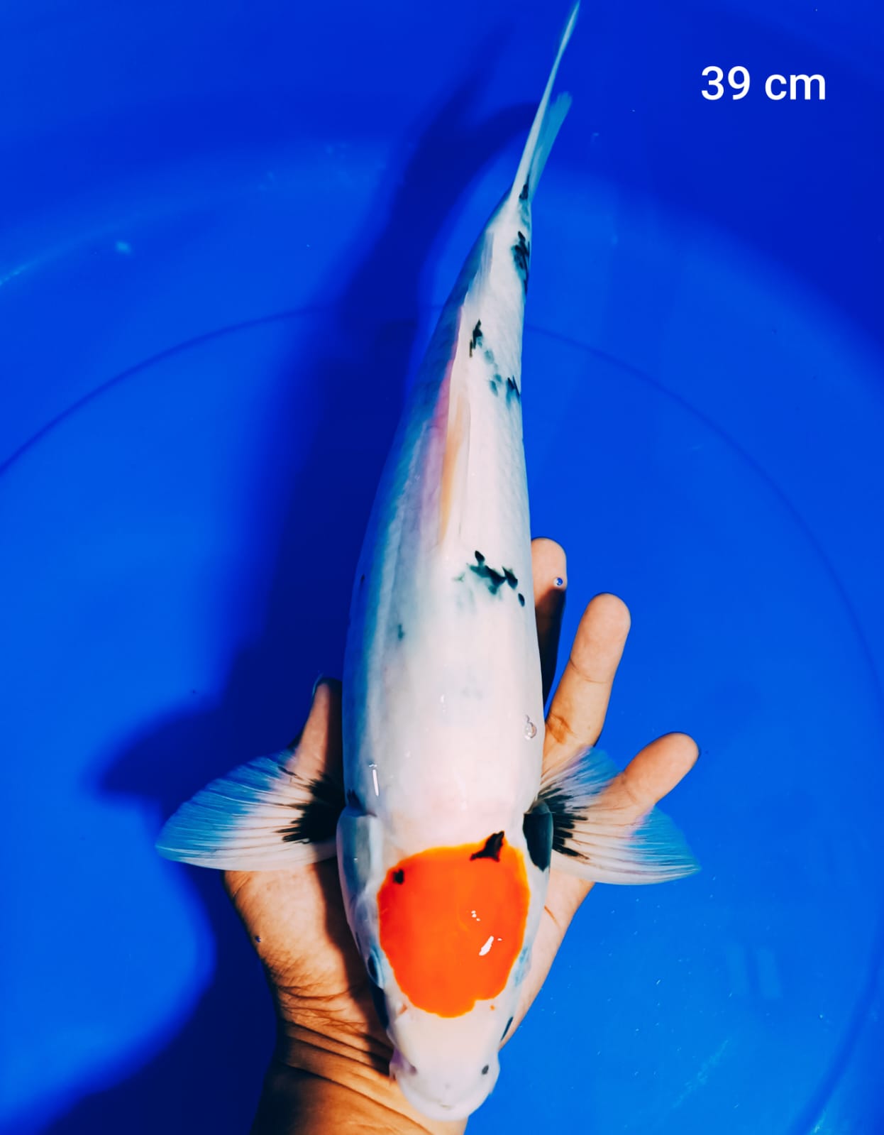 TANCHO SHOWA M 39cm