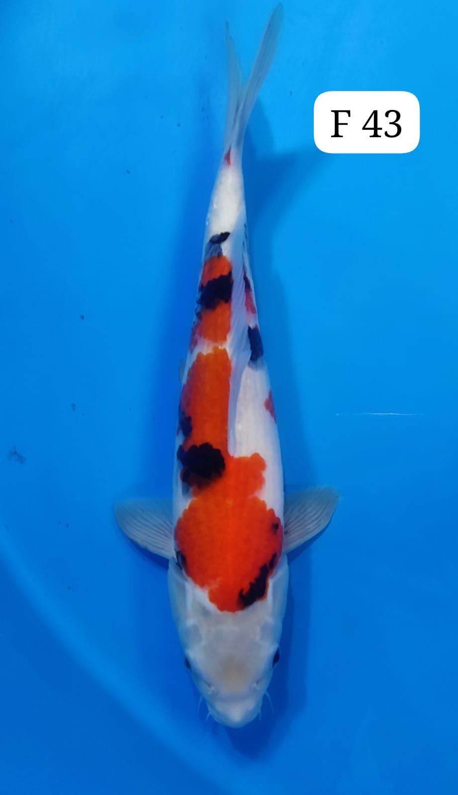 BOSU SHOWA F 43cm