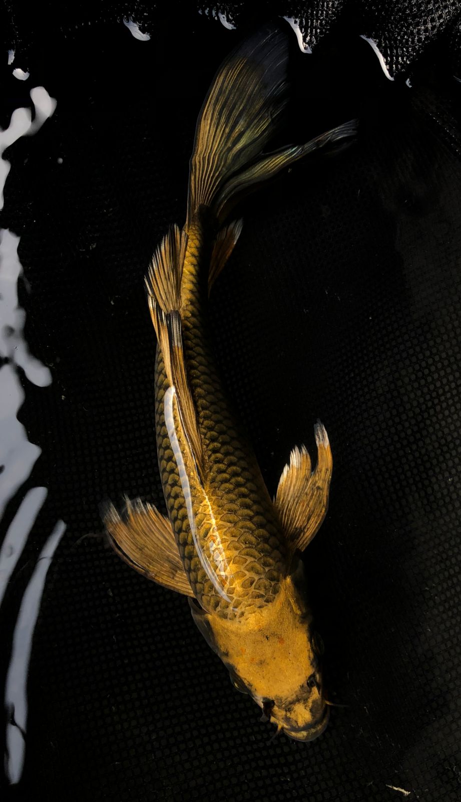 MUKASHI GOLD SLAYER 30cm