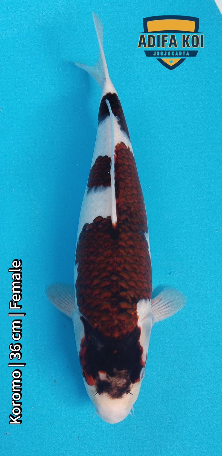 KOROMO 36cm