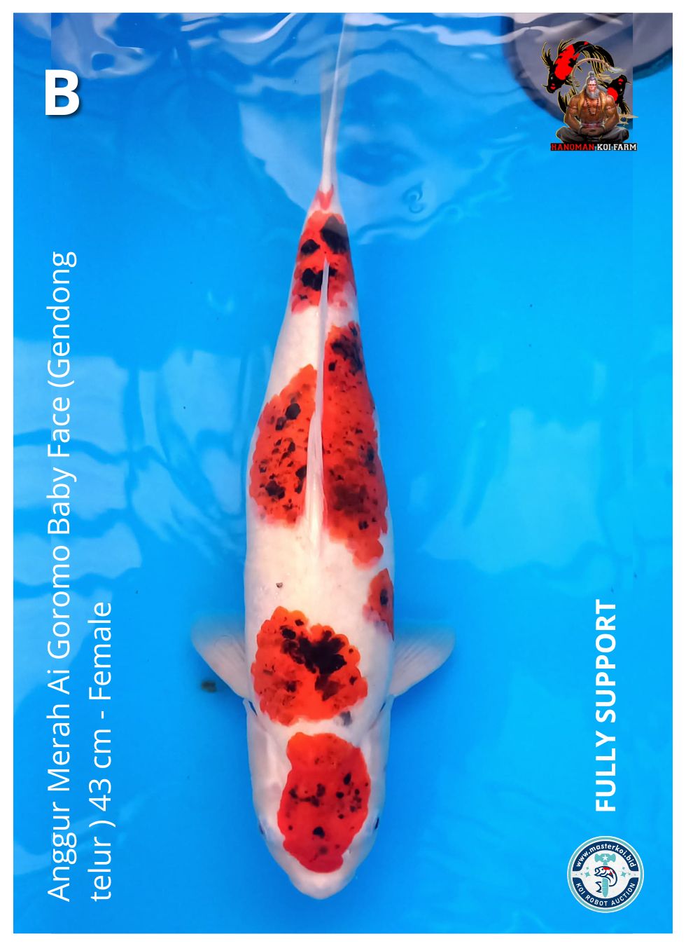 ANGGUR MERAH AI GOROMO BABY FACE (GENDONG TELUR ) 43cm