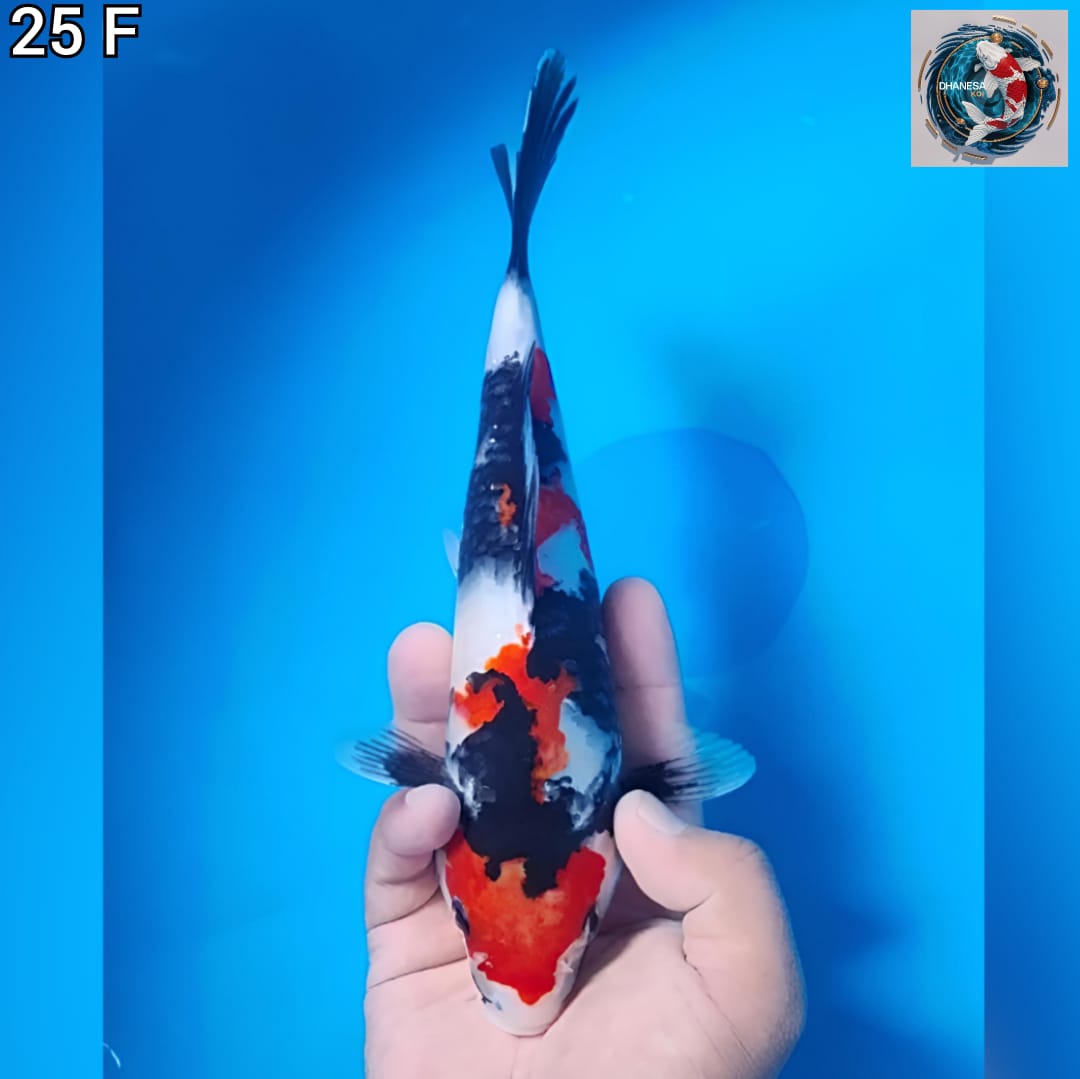 MARUTEN SHOWA ORIGINAL MOTOGORO 25cm
