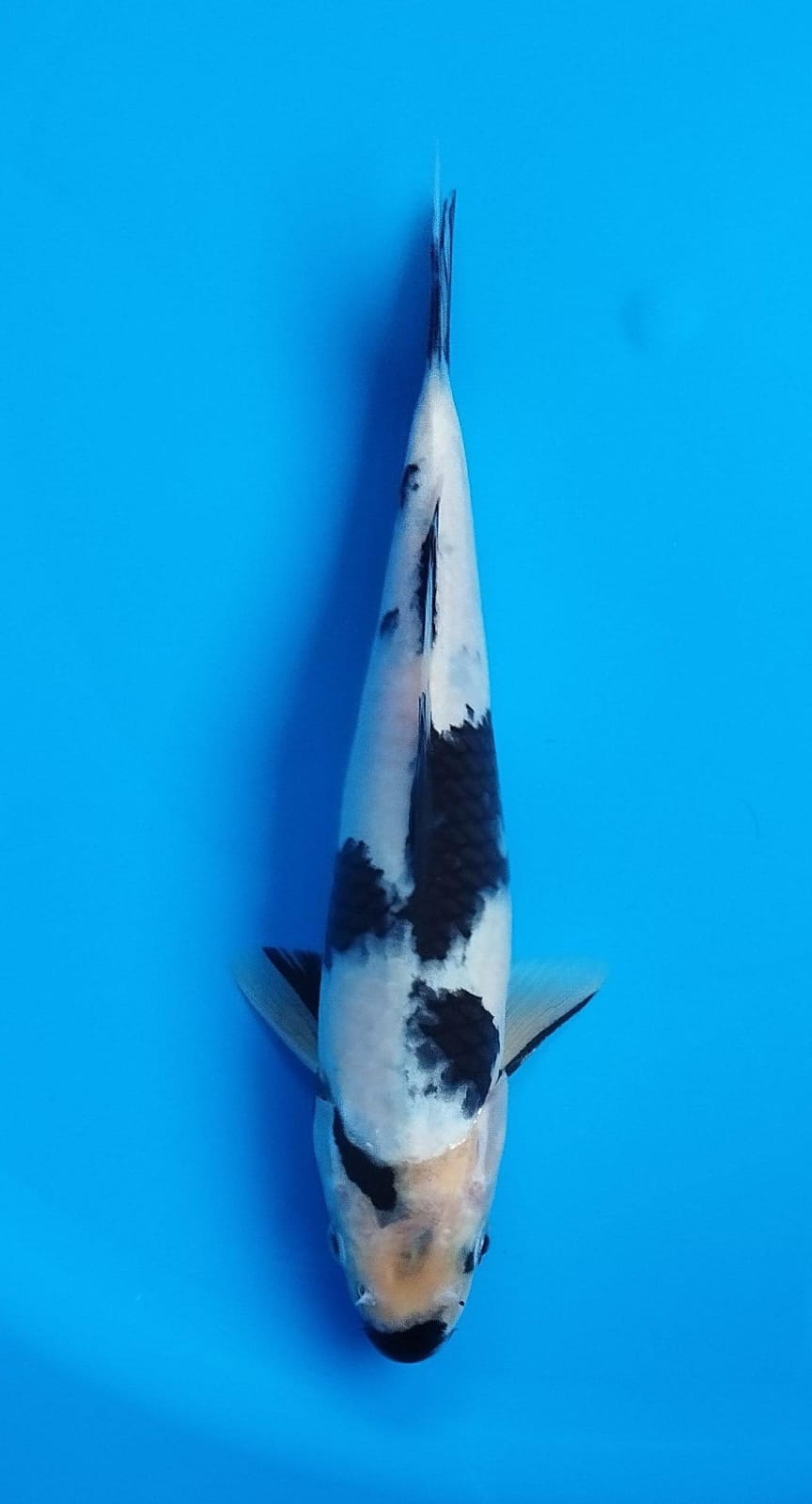 SHIRO 24cm