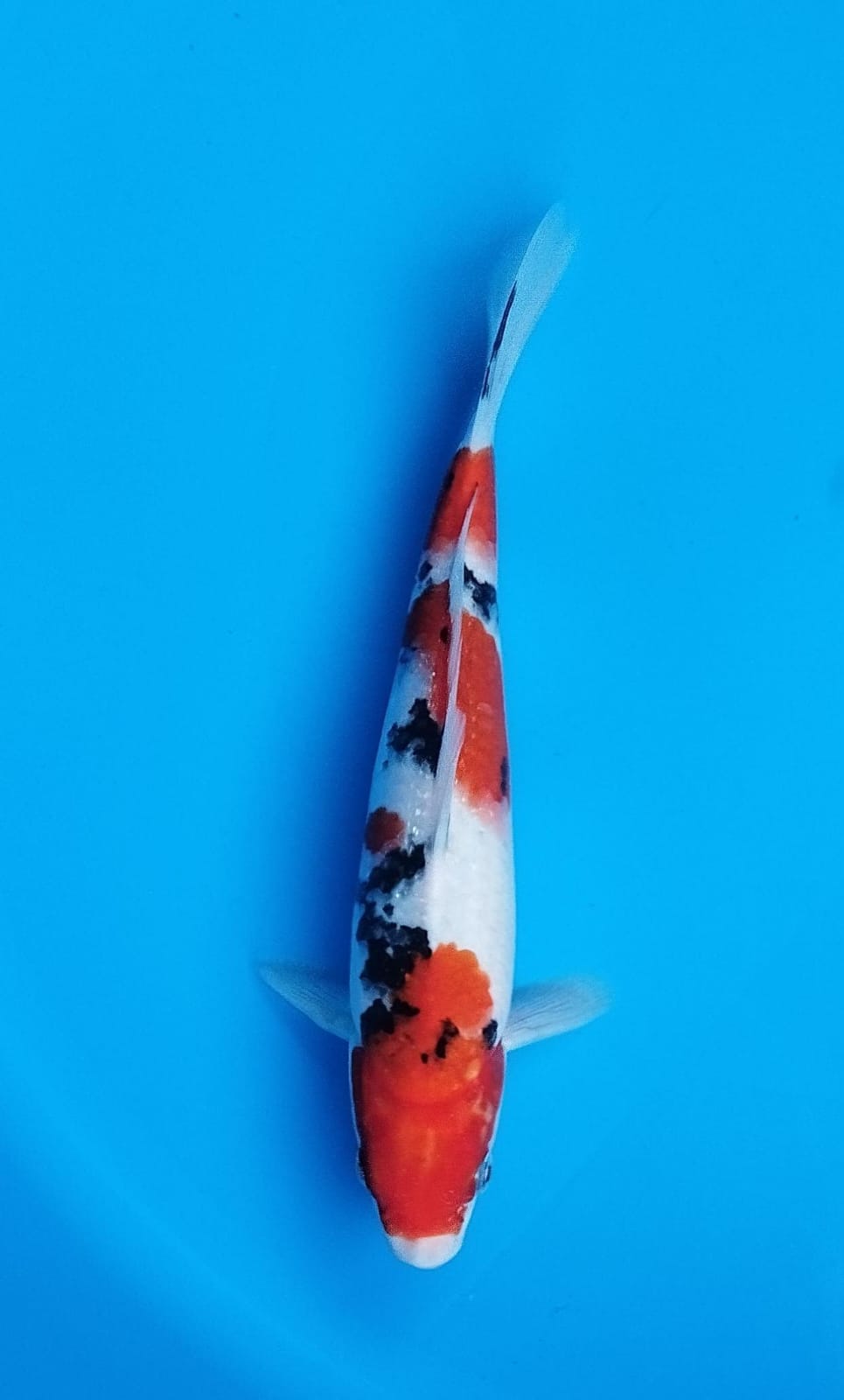 SANKE 24cm