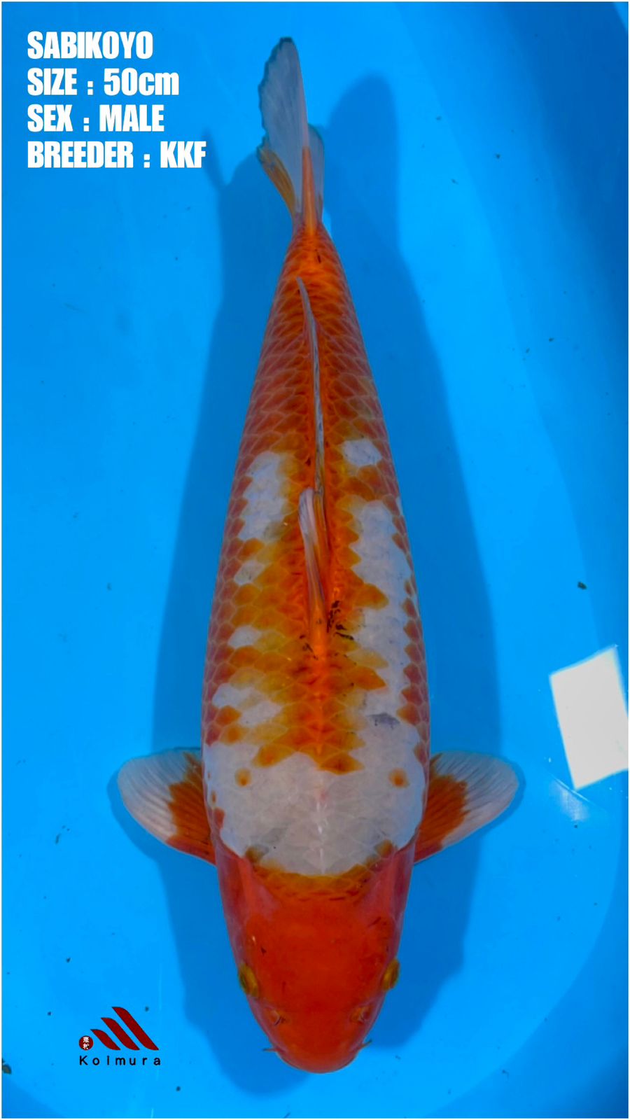SABIKOYO 50cm BREEDER KKF