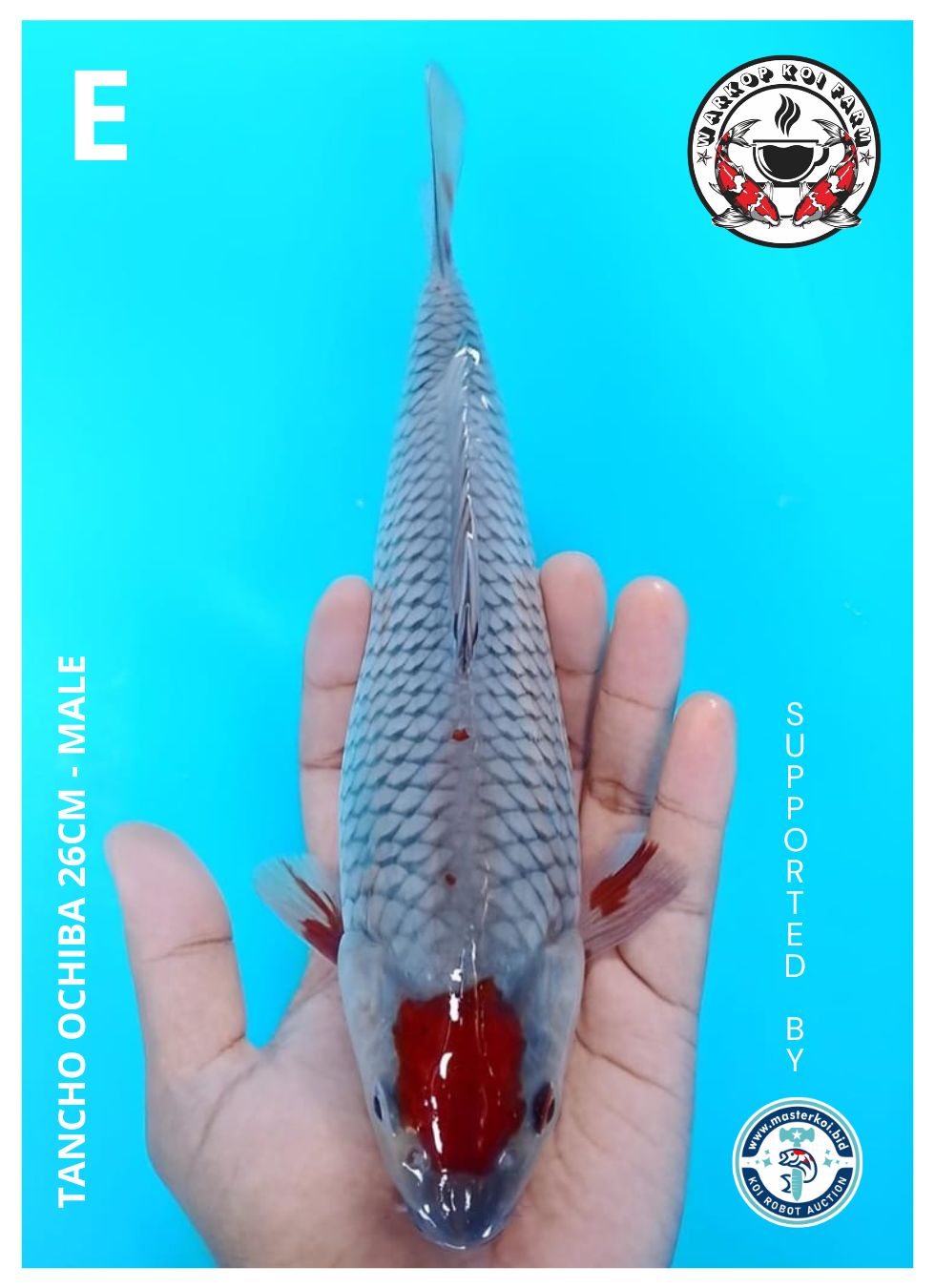 TANCHO OCHIBA 26cm