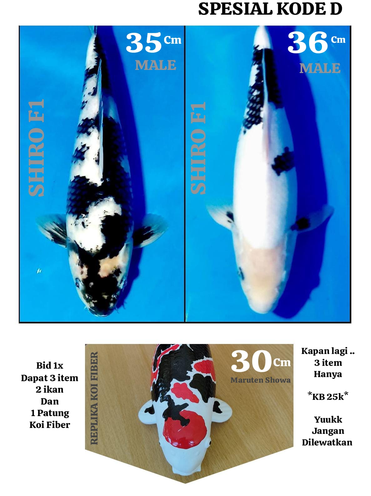 Ikan Koi SHIRO F1 TATEGOI DUA EKOR 35cm DAN 36cm FREE GIFT PATUNG KOI MARUTEN SHOWA 30cm, lelang koi SHIRO F1 TATEGOI DUA EKOR 35cm DAN 36cm FREE GIFT PATUNG KOI MARUTEN SHOWA 30cm, jual koi SHIRO F1 TATEGOI DUA EKOR 35cm DAN 36cm FREE GIFT PATUNG KOI MARUTEN SHOWA 30cm, beli koi SHIRO F1 TATEGOI DUA EKOR 35cm DAN 36cm FREE GIFT PATUNG KOI MARUTEN SHOWA 30cm, Lelang Koi Online, Jual Beli Ikan Koi, Pusat Jual Beli Koi, Info Lelang Koi Hari Ini, Platform Jual Beli Koi, Jual Beli Ikan Koi Online, Marketplace Ikan Koi, Jual Koi Terbaik, Tempat Beli Koi Berkualitas, Pasar Ikan Koi Online Terpercaya, Penjual Ikan Koi Terpercaya, Beli Koi Hias Online, Ikan Koi untuk Dijual, Koi Kualitas Terbaik, Toko Online Ikan Koi, Koi Hias Untuk Dijual, Jual Beli Ikan Koi Lokal, Koi Indonesia Online, Pusat Jual Beli Koi Terbesar