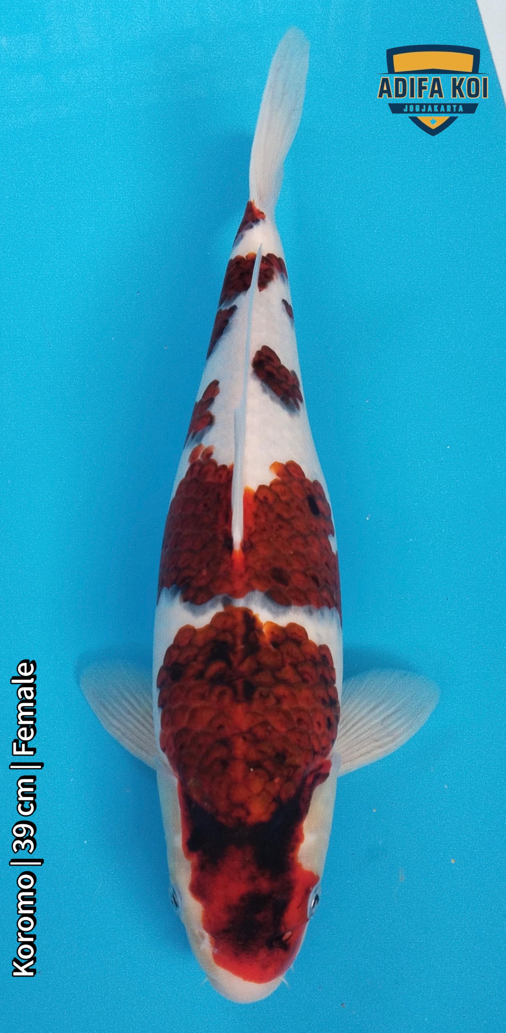 KOROMO 39cm
