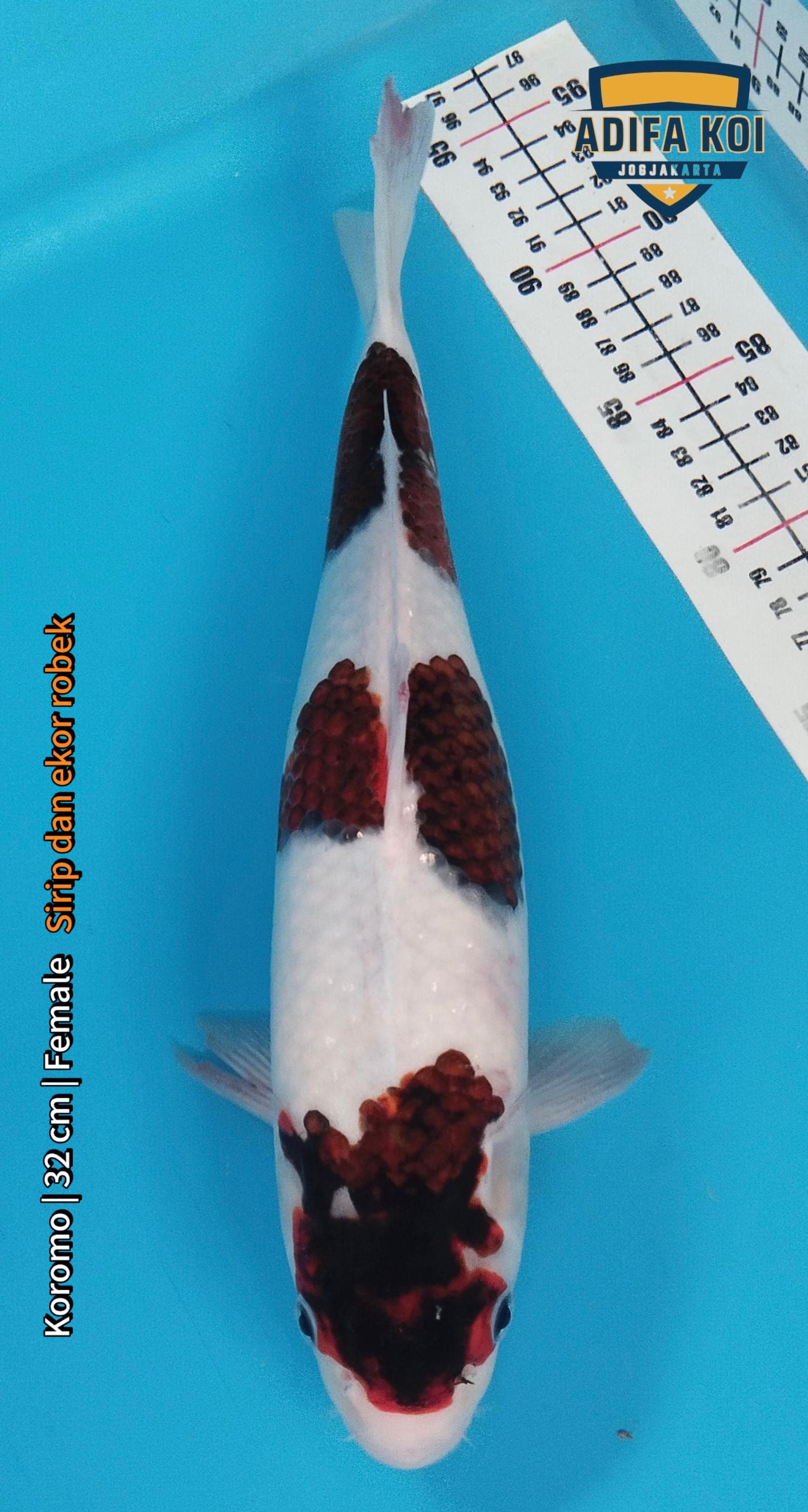 KOROMO 32cm