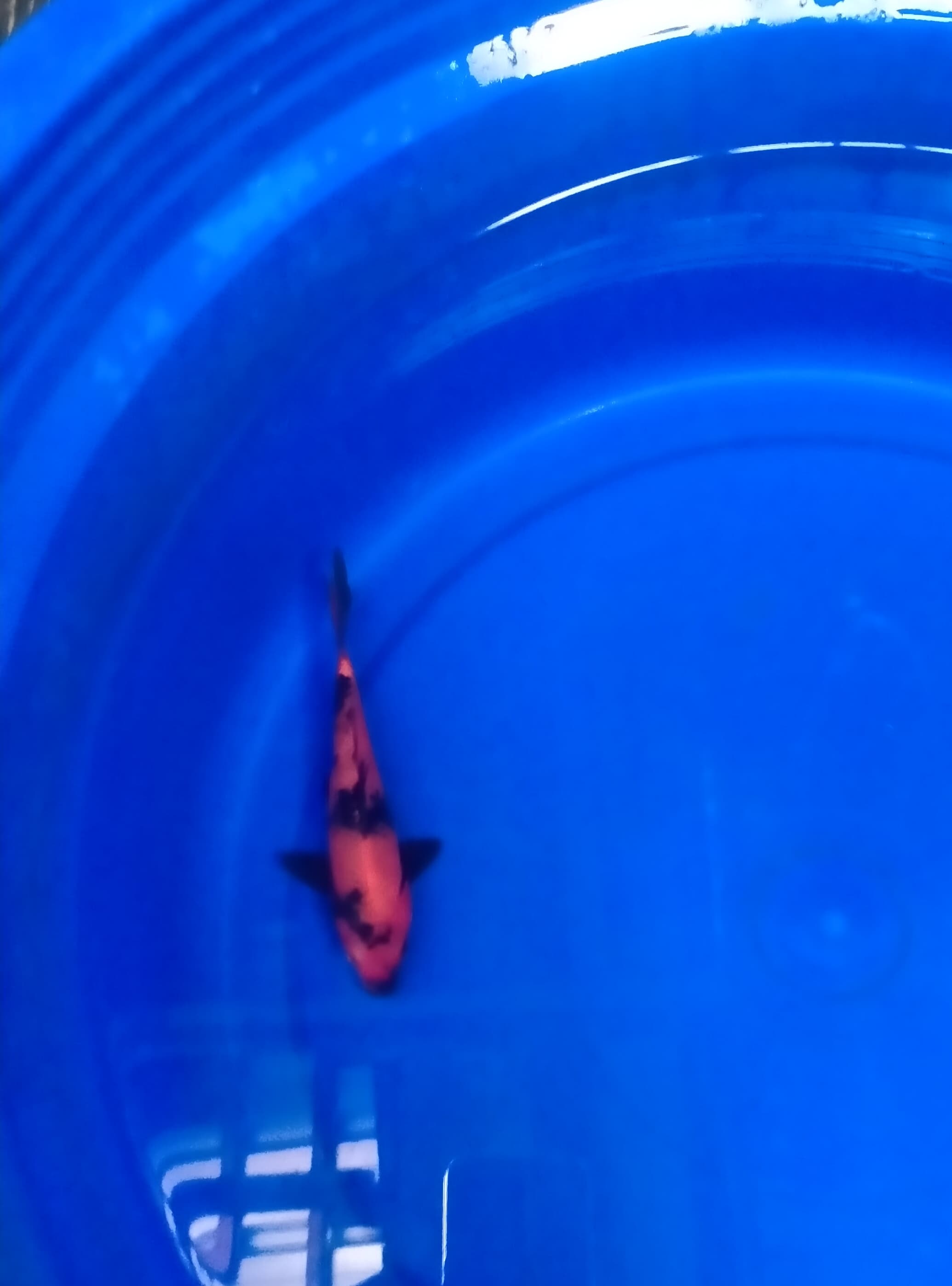 Ikan Koi HI UTSURI HQ 16cm, lelang koi HI UTSURI HQ 16cm, jual koi HI UTSURI HQ 16cm, beli koi HI UTSURI HQ 16cm, Lelang Koi Online, Jual Beli Ikan Koi, Pusat Jual Beli Koi, Info Lelang Koi Hari Ini, Platform Jual Beli Koi, Jual Beli Ikan Koi Online, Marketplace Ikan Koi, Jual Koi Terbaik, Tempat Beli Koi Berkualitas, Pasar Ikan Koi Online Terpercaya, Penjual Ikan Koi Terpercaya, Beli Koi Hias Online, Ikan Koi untuk Dijual, Koi Kualitas Terbaik, Toko Online Ikan Koi, Koi Hias Untuk Dijual, Jual Beli Ikan Koi Lokal, Koi Indonesia Online, Pusat Jual Beli Koi Terbesar