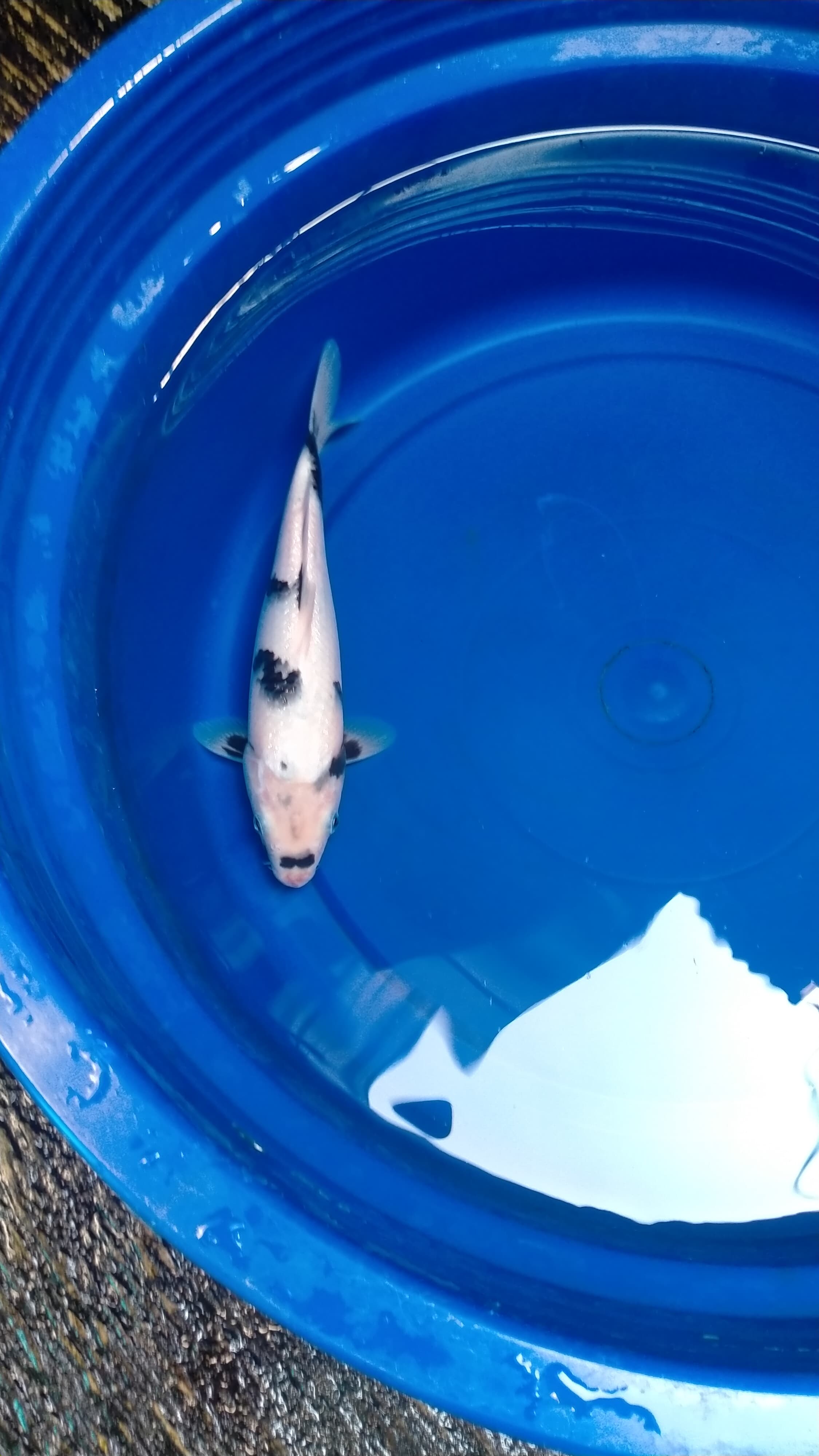 Ikan Koi SHIRO TATEGOI CALON SUPER 25cm, lelang koi SHIRO TATEGOI CALON SUPER 25cm, jual koi SHIRO TATEGOI CALON SUPER 25cm, beli koi SHIRO TATEGOI CALON SUPER 25cm, Lelang Koi Online, Jual Beli Ikan Koi, Pusat Jual Beli Koi, Info Lelang Koi Hari Ini, Platform Jual Beli Koi, Jual Beli Ikan Koi Online, Marketplace Ikan Koi, Jual Koi Terbaik, Tempat Beli Koi Berkualitas, Pasar Ikan Koi Online Terpercaya, Penjual Ikan Koi Terpercaya, Beli Koi Hias Online, Ikan Koi untuk Dijual, Koi Kualitas Terbaik, Toko Online Ikan Koi, Koi Hias Untuk Dijual, Jual Beli Ikan Koi Lokal, Koi Indonesia Online, Pusat Jual Beli Koi Terbesar