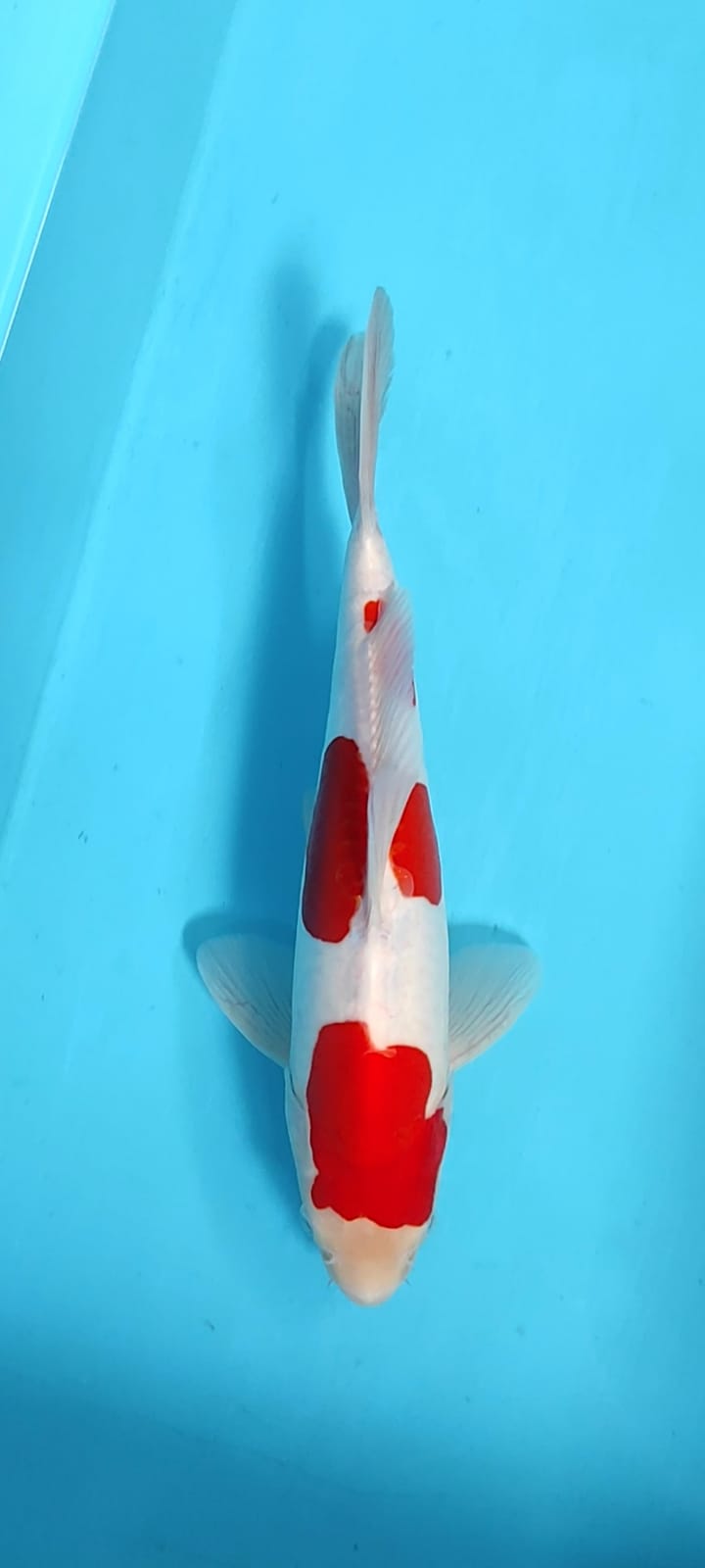 Ikan Koi KOHAKU DOITSU ORIGINAL 33cm, lelang koi KOHAKU DOITSU ORIGINAL 33cm, jual koi KOHAKU DOITSU ORIGINAL 33cm, beli koi KOHAKU DOITSU ORIGINAL 33cm, Lelang Koi Online, Jual Beli Ikan Koi, Pusat Jual Beli Koi, Info Lelang Koi Hari Ini, Platform Jual Beli Koi, Jual Beli Ikan Koi Online, Marketplace Ikan Koi, Jual Koi Terbaik, Tempat Beli Koi Berkualitas, Pasar Ikan Koi Online Terpercaya, Penjual Ikan Koi Terpercaya, Beli Koi Hias Online, Ikan Koi untuk Dijual, Koi Kualitas Terbaik, Toko Online Ikan Koi, Koi Hias Untuk Dijual, Jual Beli Ikan Koi Lokal, Koi Indonesia Online, Pusat Jual Beli Koi Terbesar