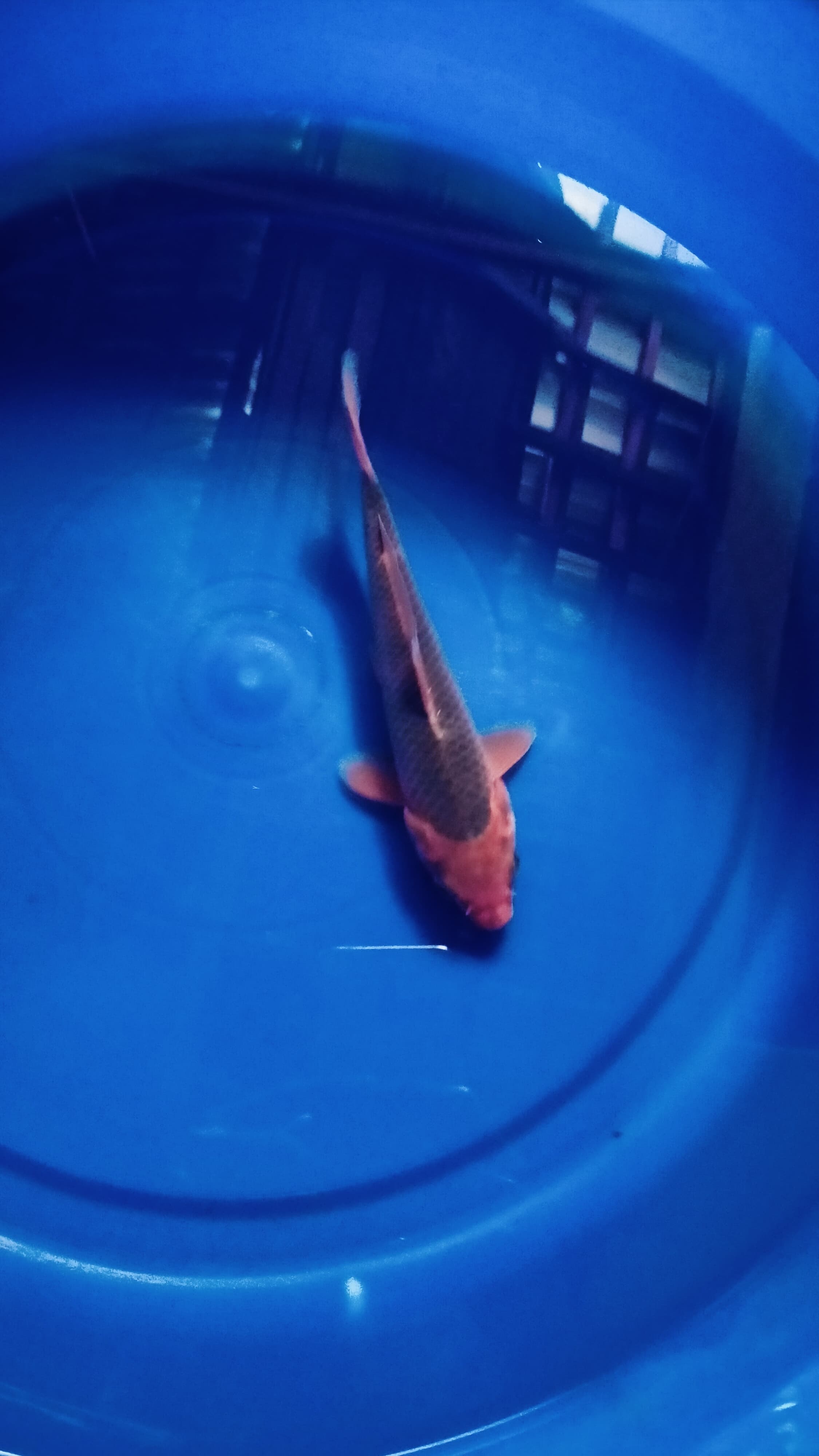 Ikan Koi AKA MATSUBA HQ 20cm, lelang koi AKA MATSUBA HQ 20cm, jual koi AKA MATSUBA HQ 20cm, beli koi AKA MATSUBA HQ 20cm, Lelang Koi Online, Jual Beli Ikan Koi, Pusat Jual Beli Koi, Info Lelang Koi Hari Ini, Platform Jual Beli Koi, Jual Beli Ikan Koi Online, Marketplace Ikan Koi, Jual Koi Terbaik, Tempat Beli Koi Berkualitas, Pasar Ikan Koi Online Terpercaya, Penjual Ikan Koi Terpercaya, Beli Koi Hias Online, Ikan Koi untuk Dijual, Koi Kualitas Terbaik, Toko Online Ikan Koi, Koi Hias Untuk Dijual, Jual Beli Ikan Koi Lokal, Koi Indonesia Online, Pusat Jual Beli Koi Terbesar